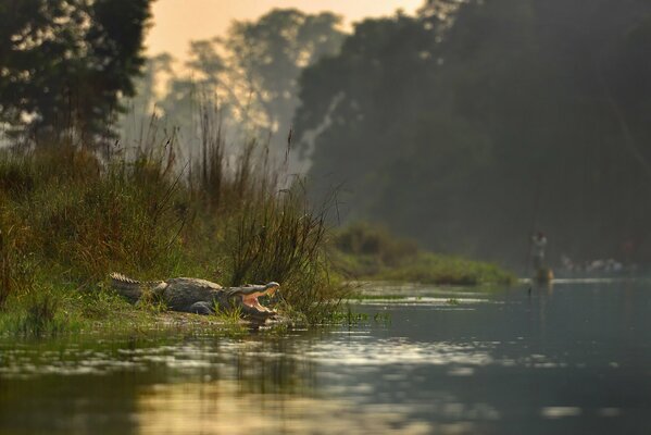 Parco Nazionale di Chitwan, un coccodrillo sul fiume