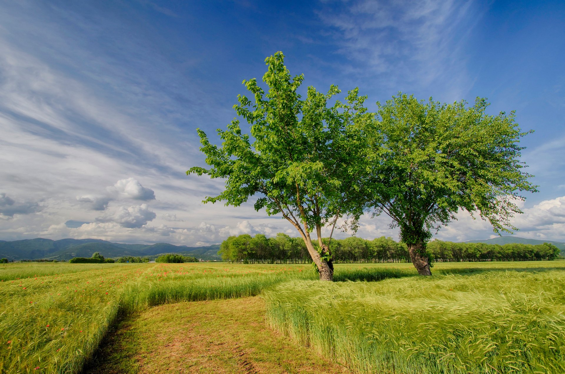 natura italia primavera campo campi alberi cielo