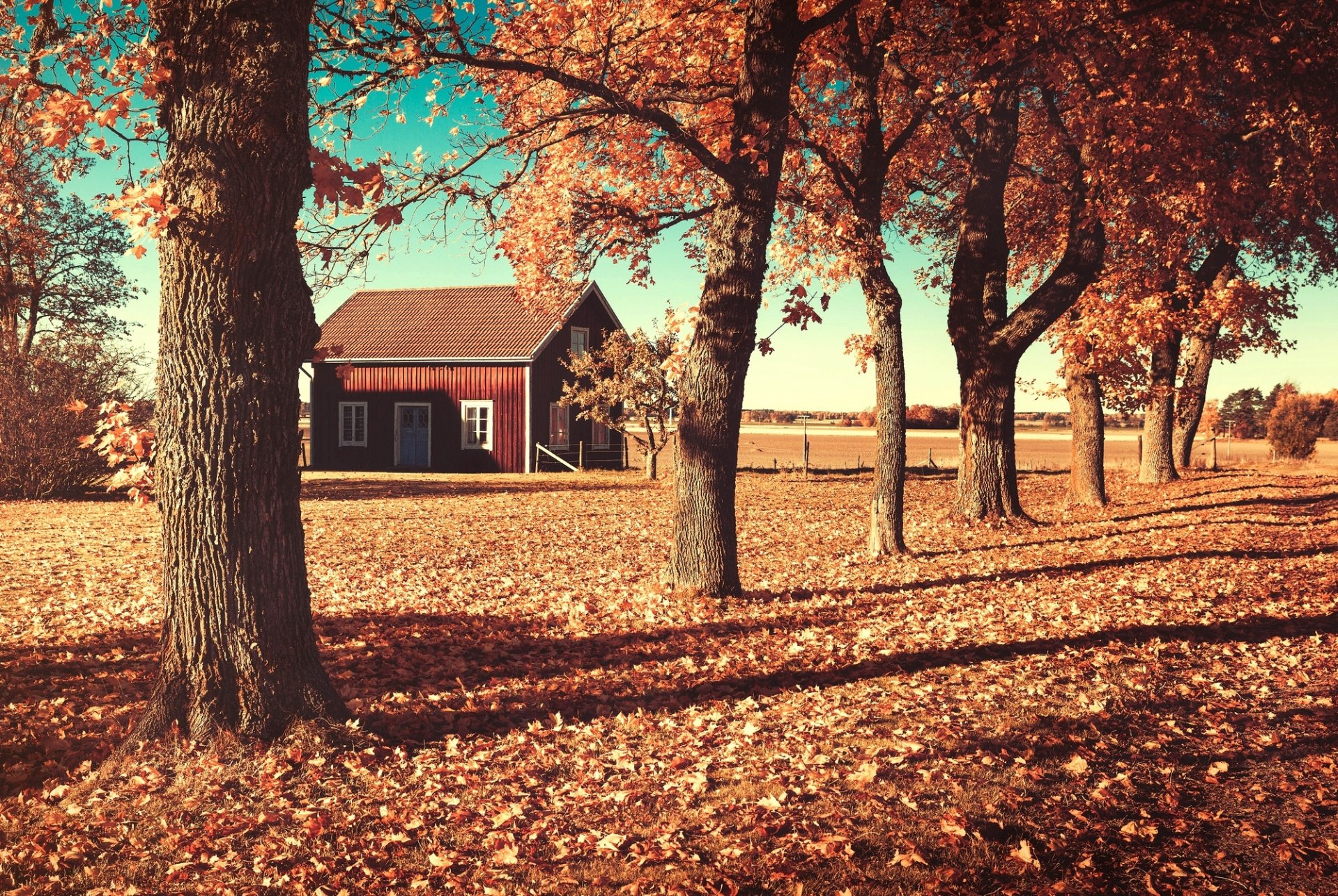 herbst bäume blätter orange haus haus feld natur