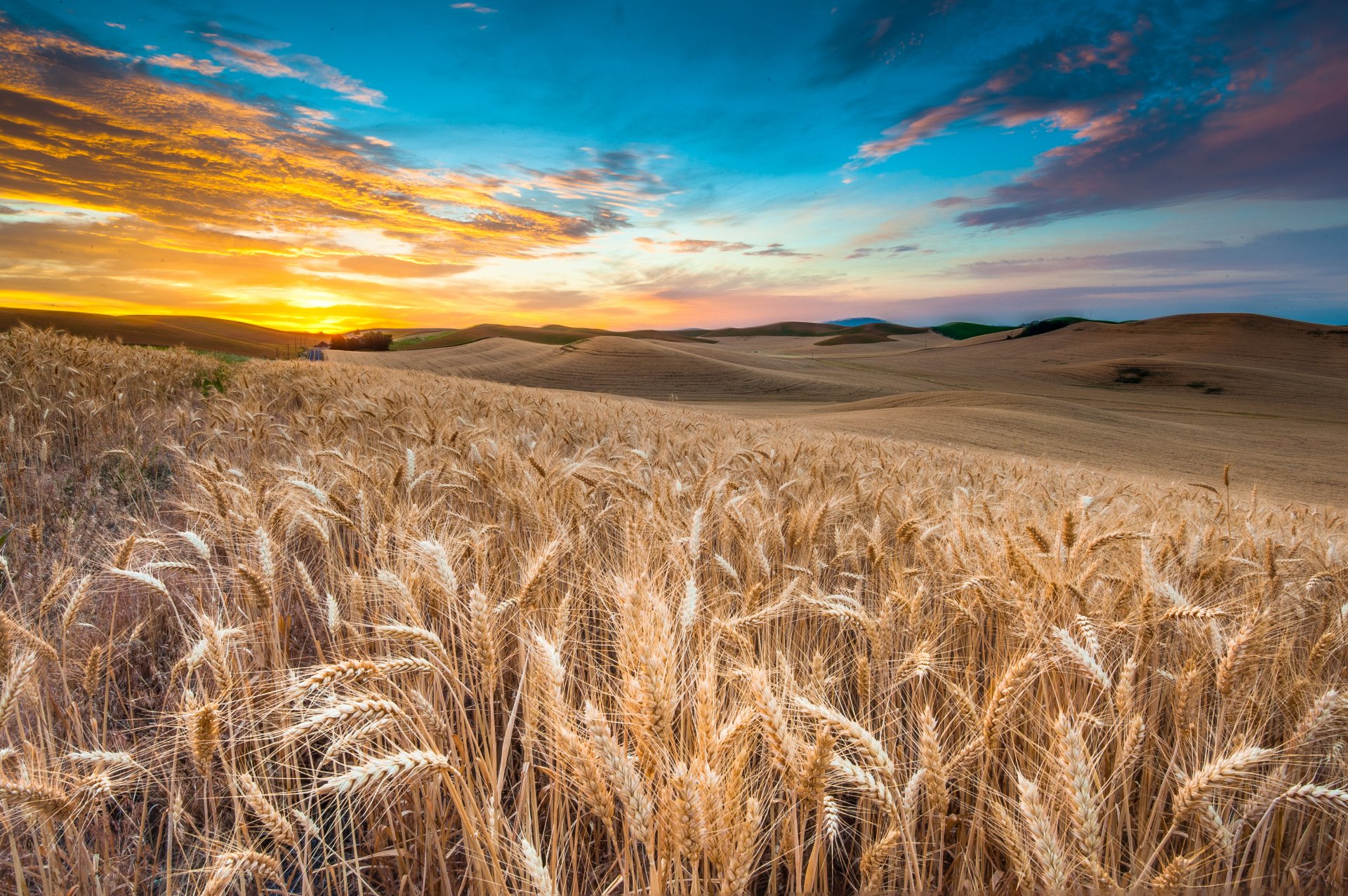 natura paesaggio campo cielo nuvole tramonto grano vista