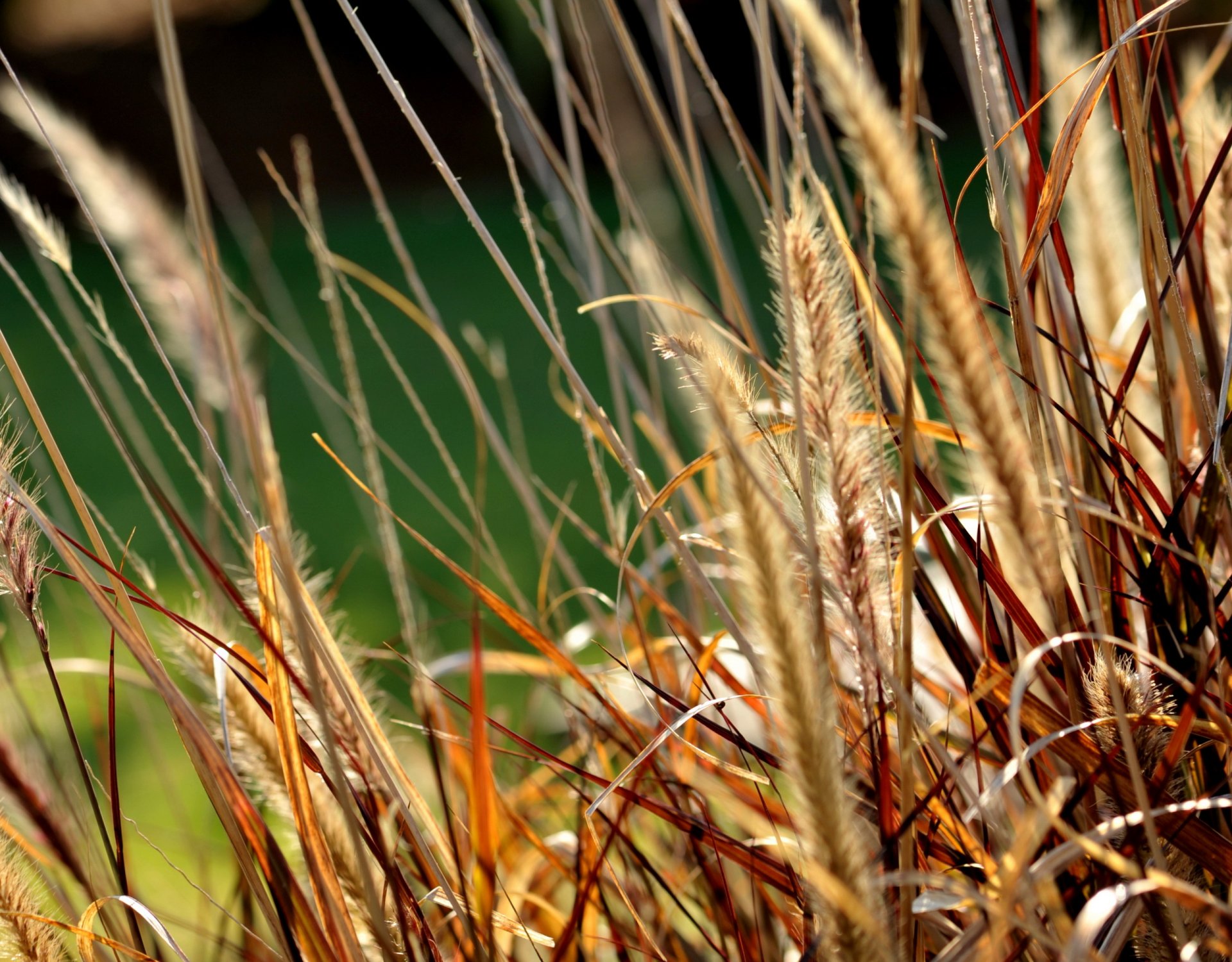 herbe gros plan nature épis