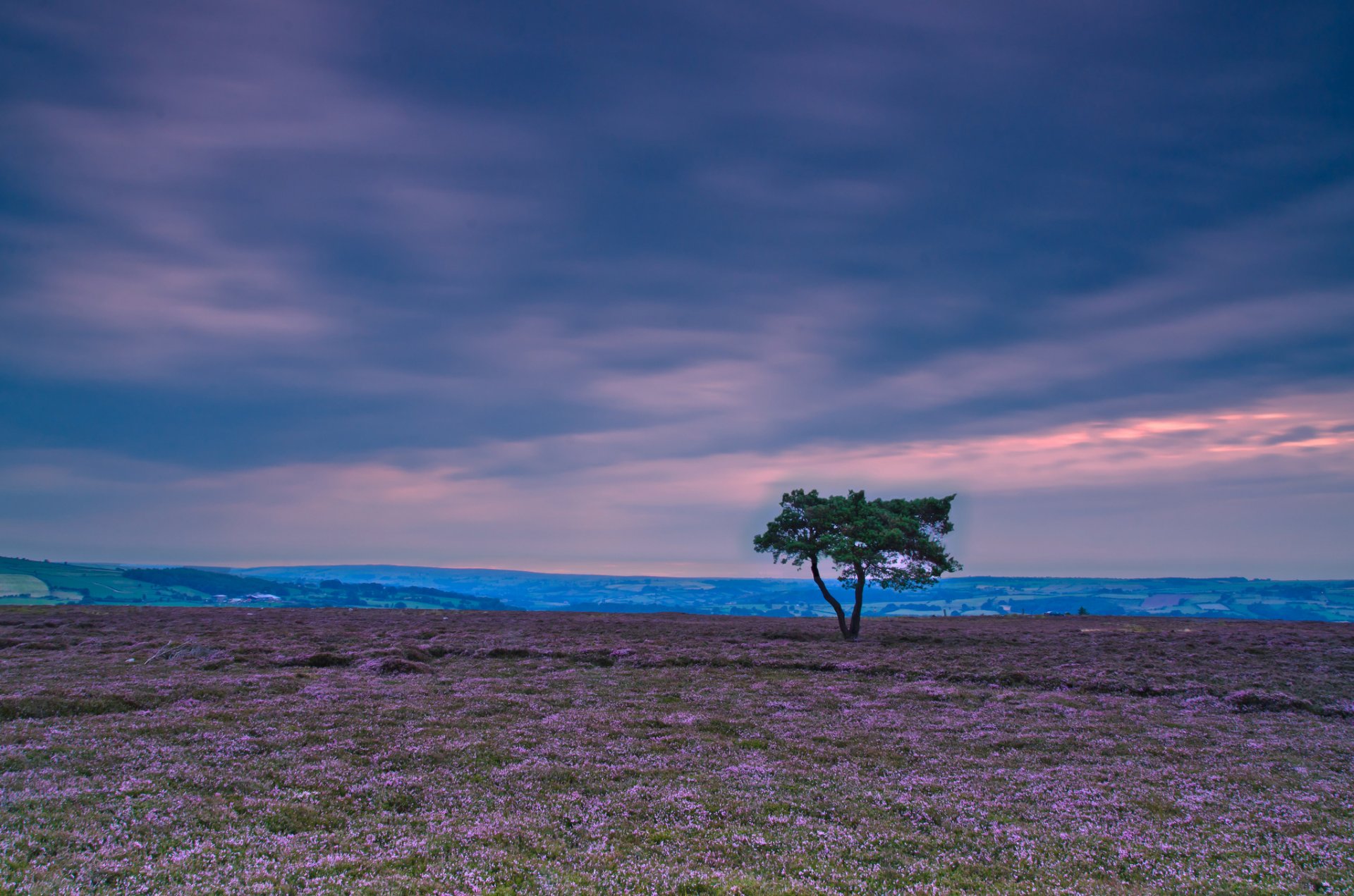 naturaleza paisaje árbol árbol hojas hojas vegetación cielo nubes fondo papel pintado pantalla ancha pantalla completa pantalla ancha pantalla ancha