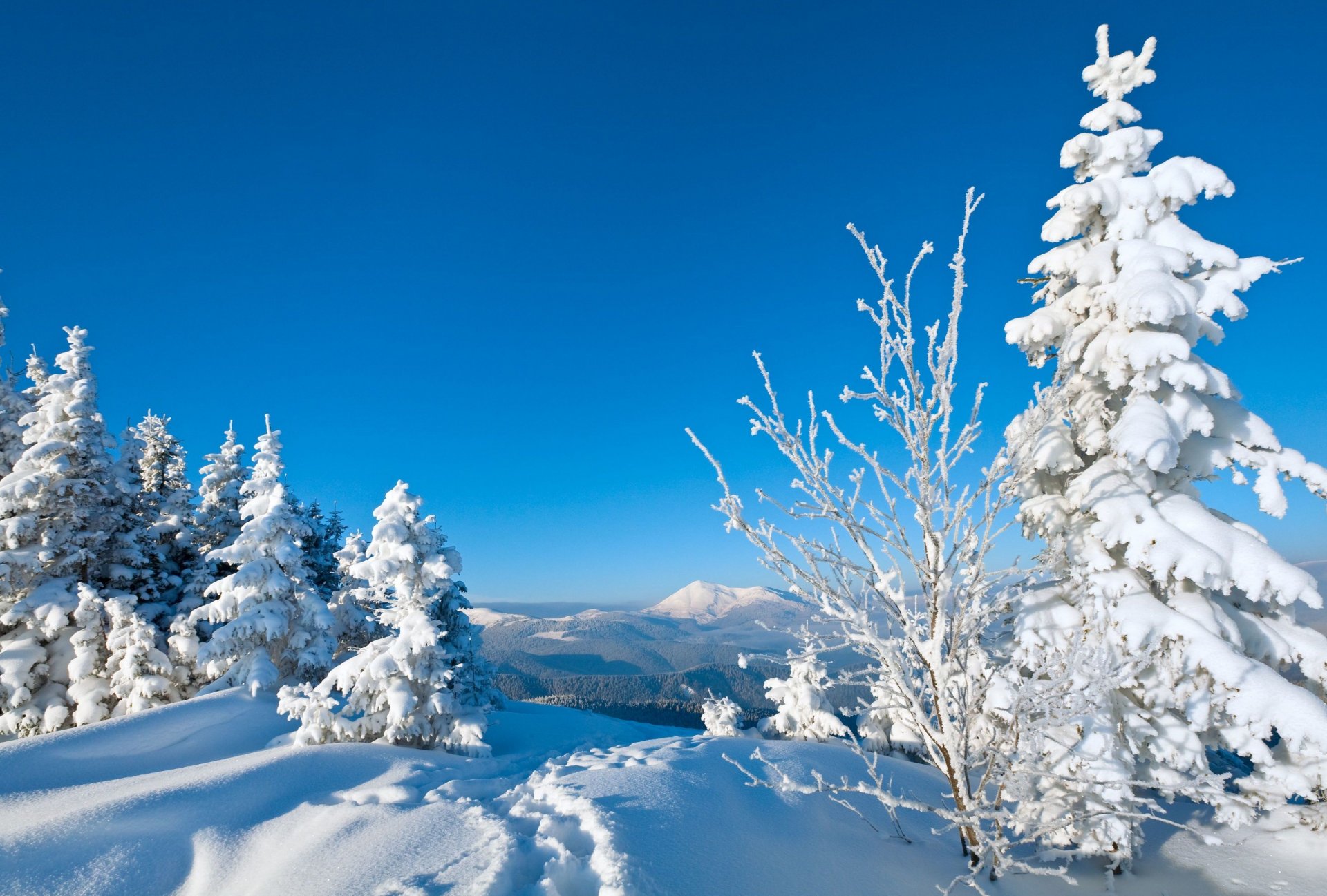 natura inverno neve alberi di natale albero alberi impronte winte sfondo carta da parati widescreen a schermo intero widescreen