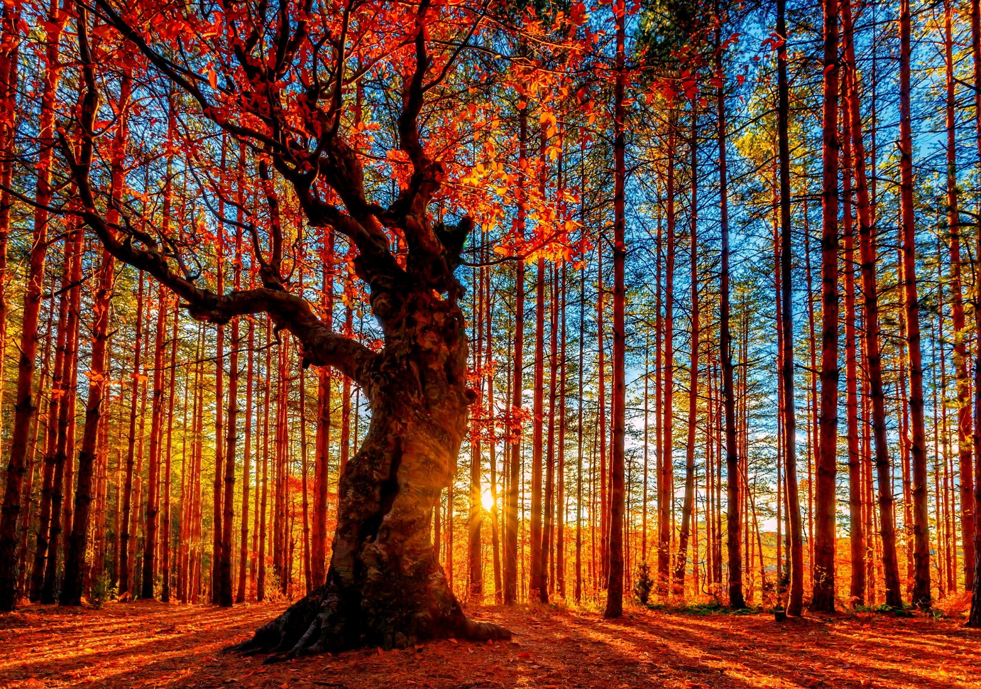 forêt automne arbres feuillage ciel soleil