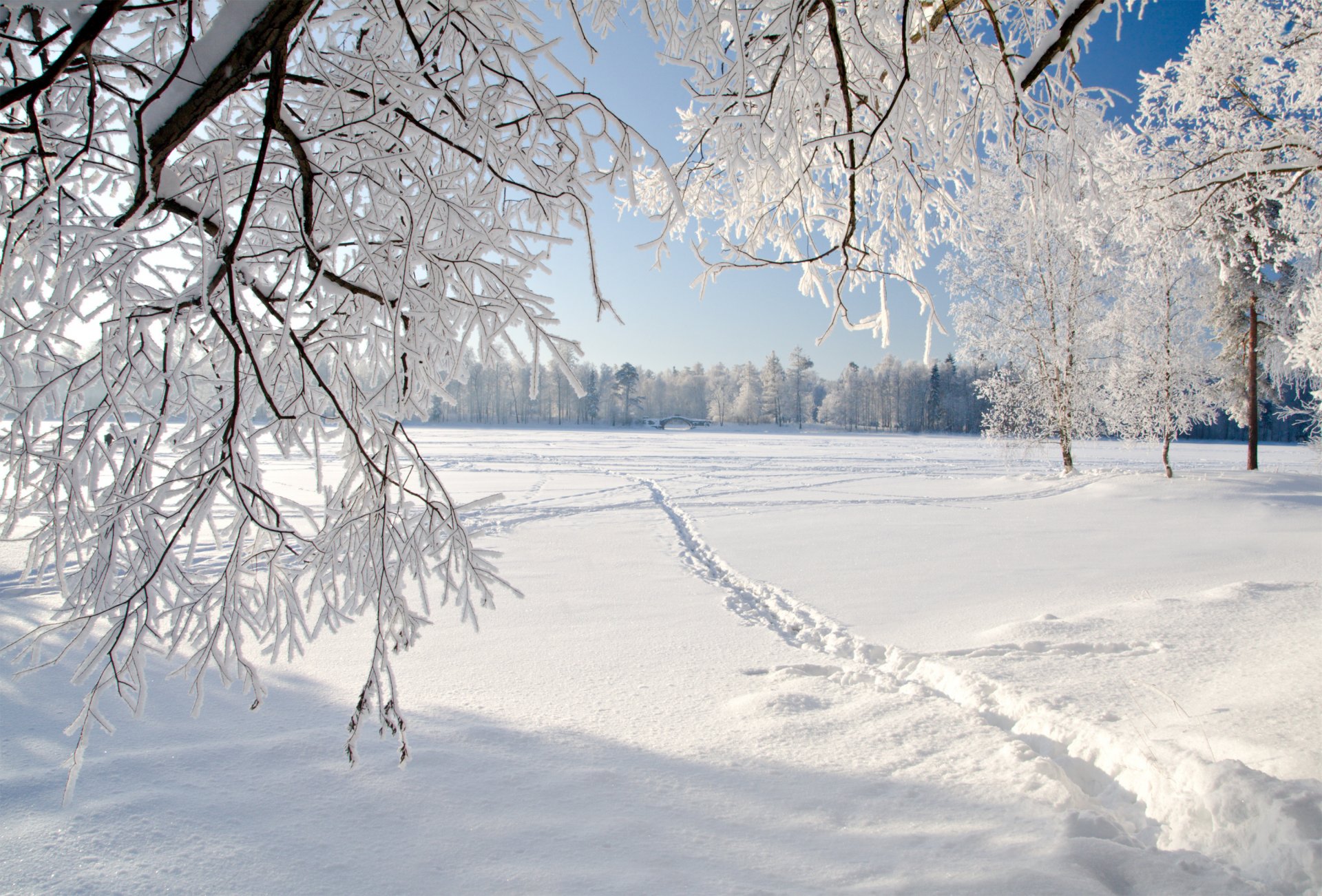 arbre de pleurs hiver glace paysage nature arbres de pleurs hiver