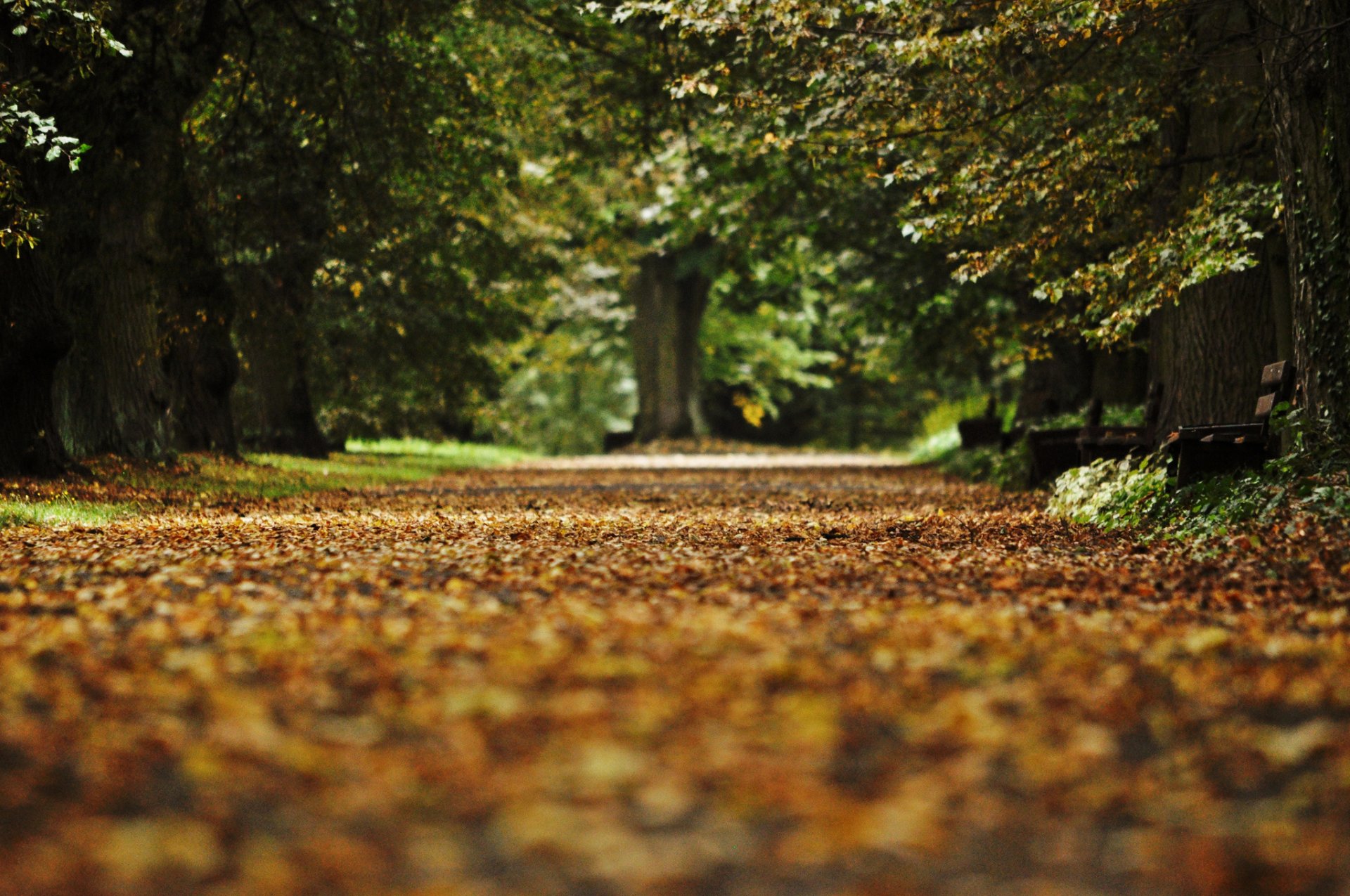 automne parc allée banc feuilles tombées