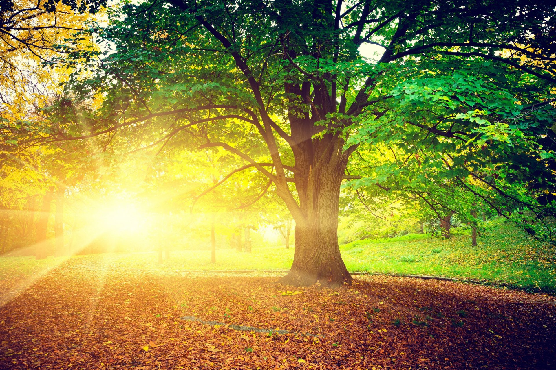 nature arbre arbres feuilles folioles soleil rayons lumineux automne jour feuilles de treem fond papier peint écran large plein écran écran large écran large