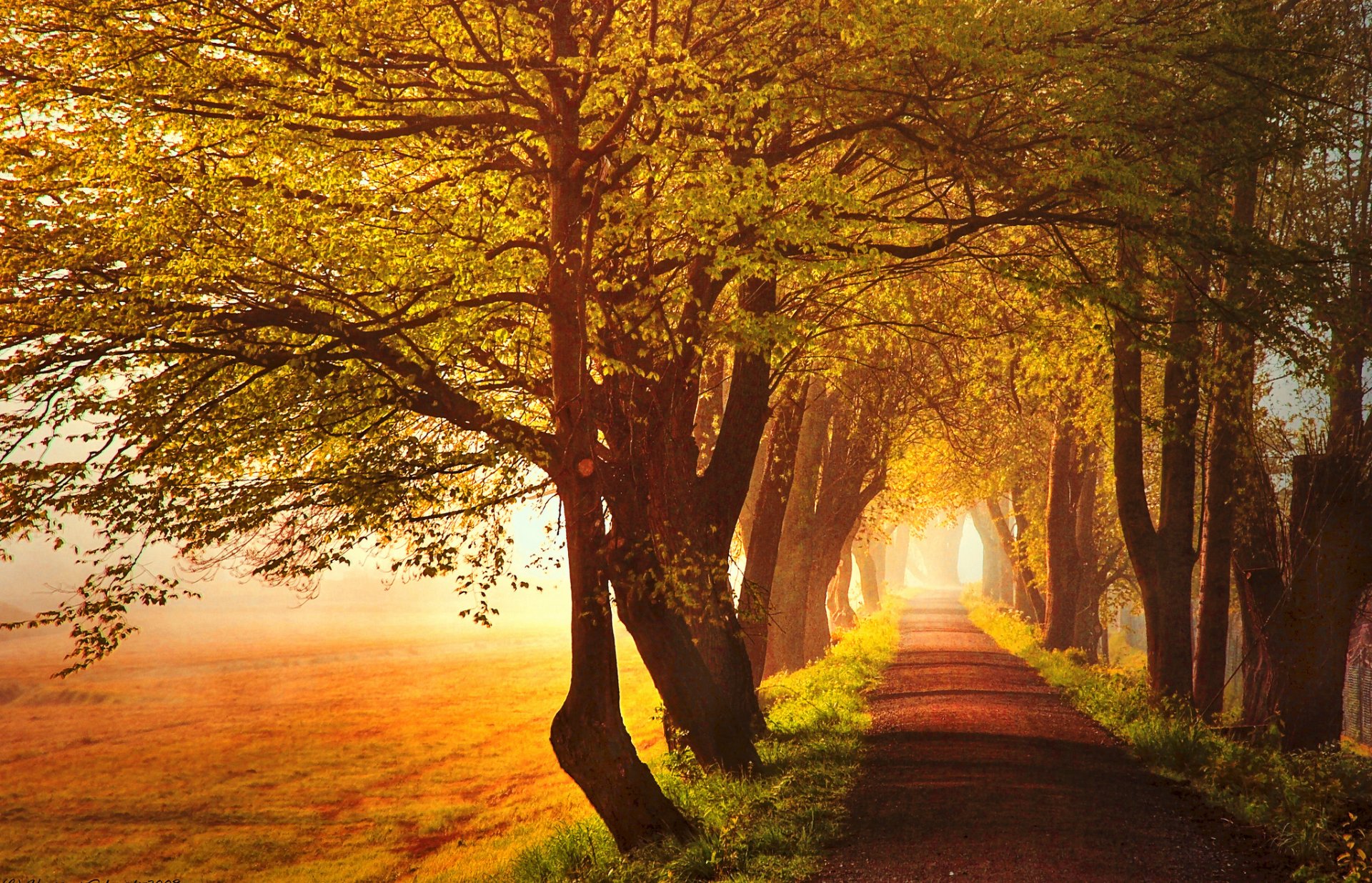 autumn road alley tree grass leaves yellow the field sun light