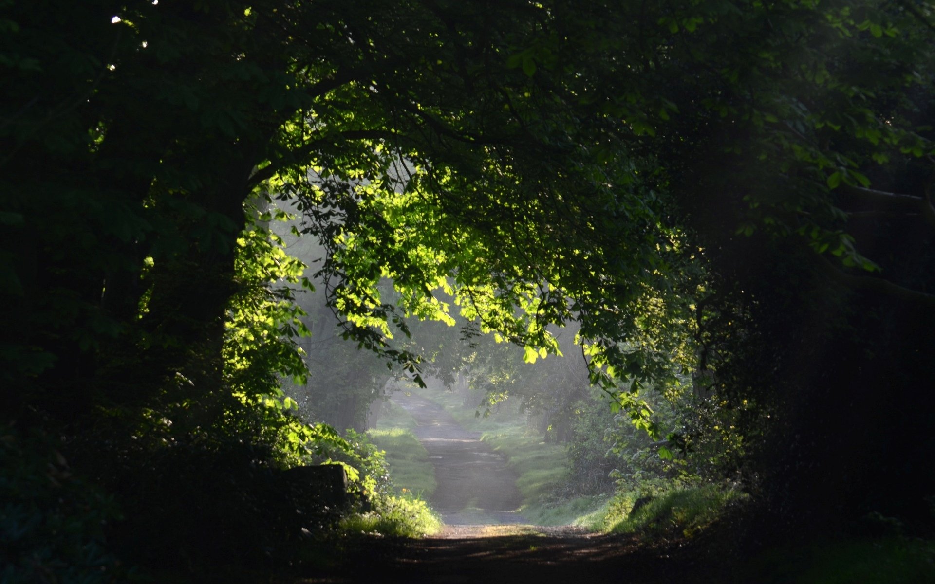 natura drzewo drzewa liście listki ścieżka tło tapeta panoramiczny pełny ekran panoramiczny panoramiczny