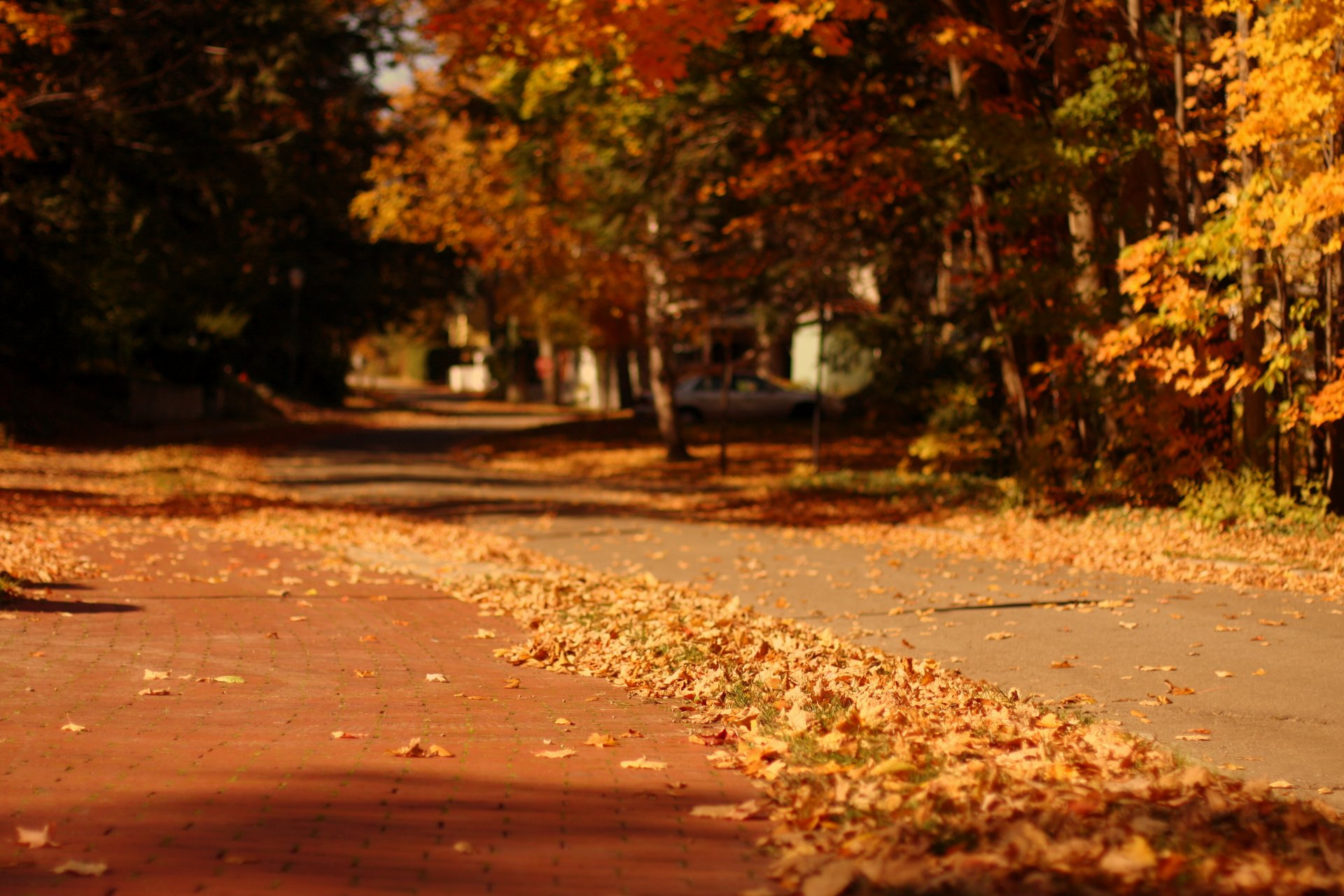 macro natura foglie foglioline giallo alberi albero autunno caduta delle foglie città strada sentiero sfocatura sfondo carta da parati widescreen schermo intero widescreen widescreen