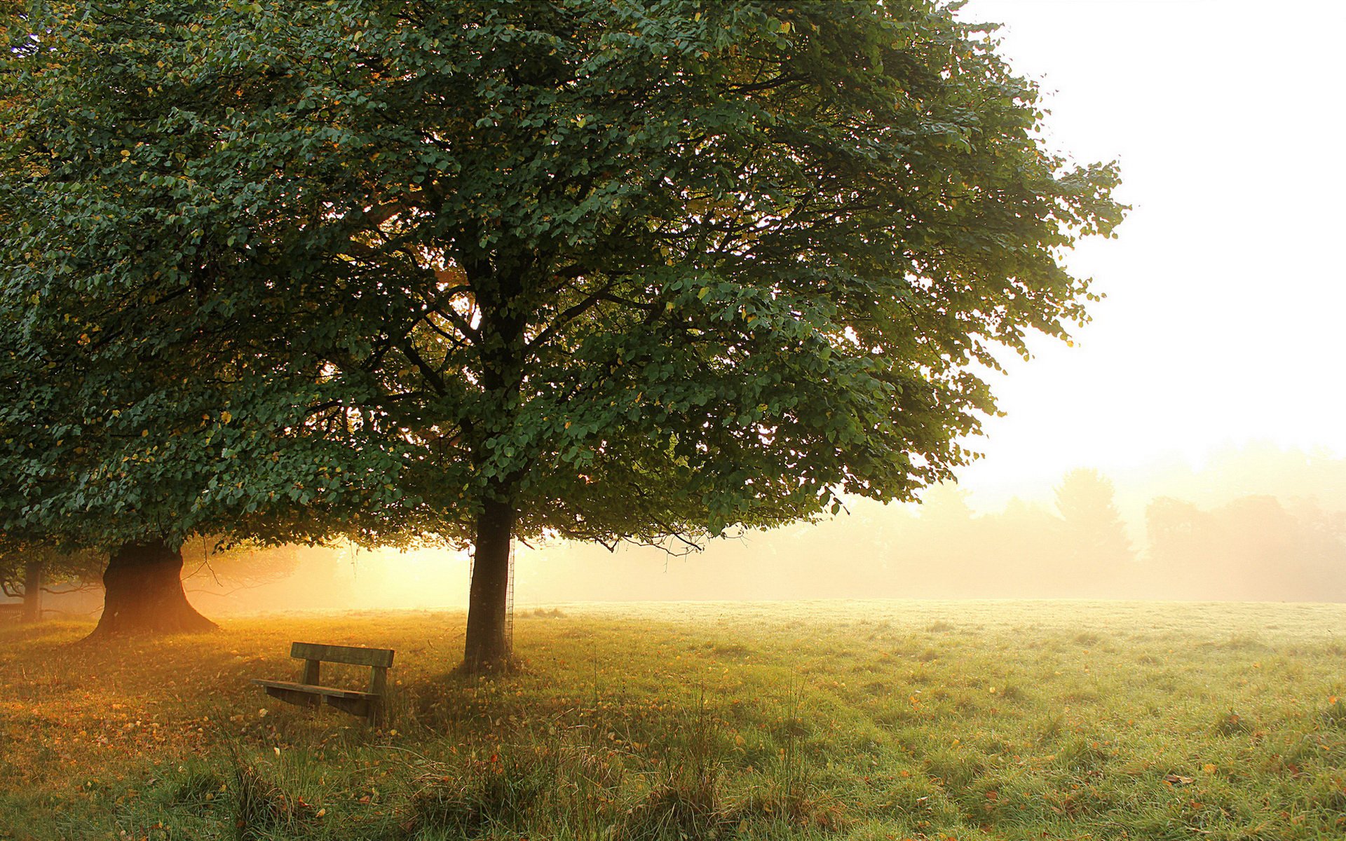 parc pré arbres banc brouillard matin automne début