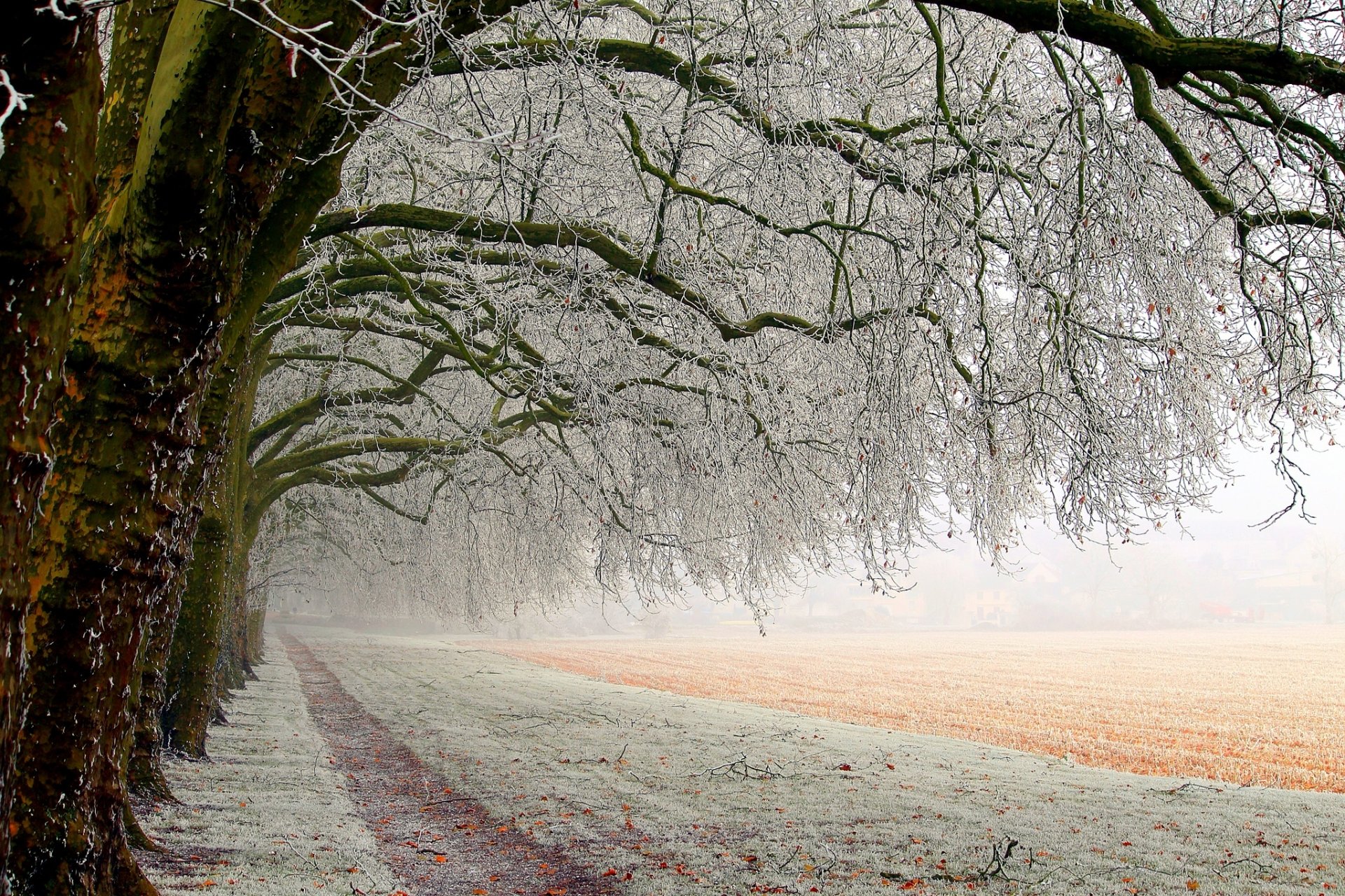 nature field branches frost forest trees path snow winter white landscape beautiful winter white cool nice from freezing