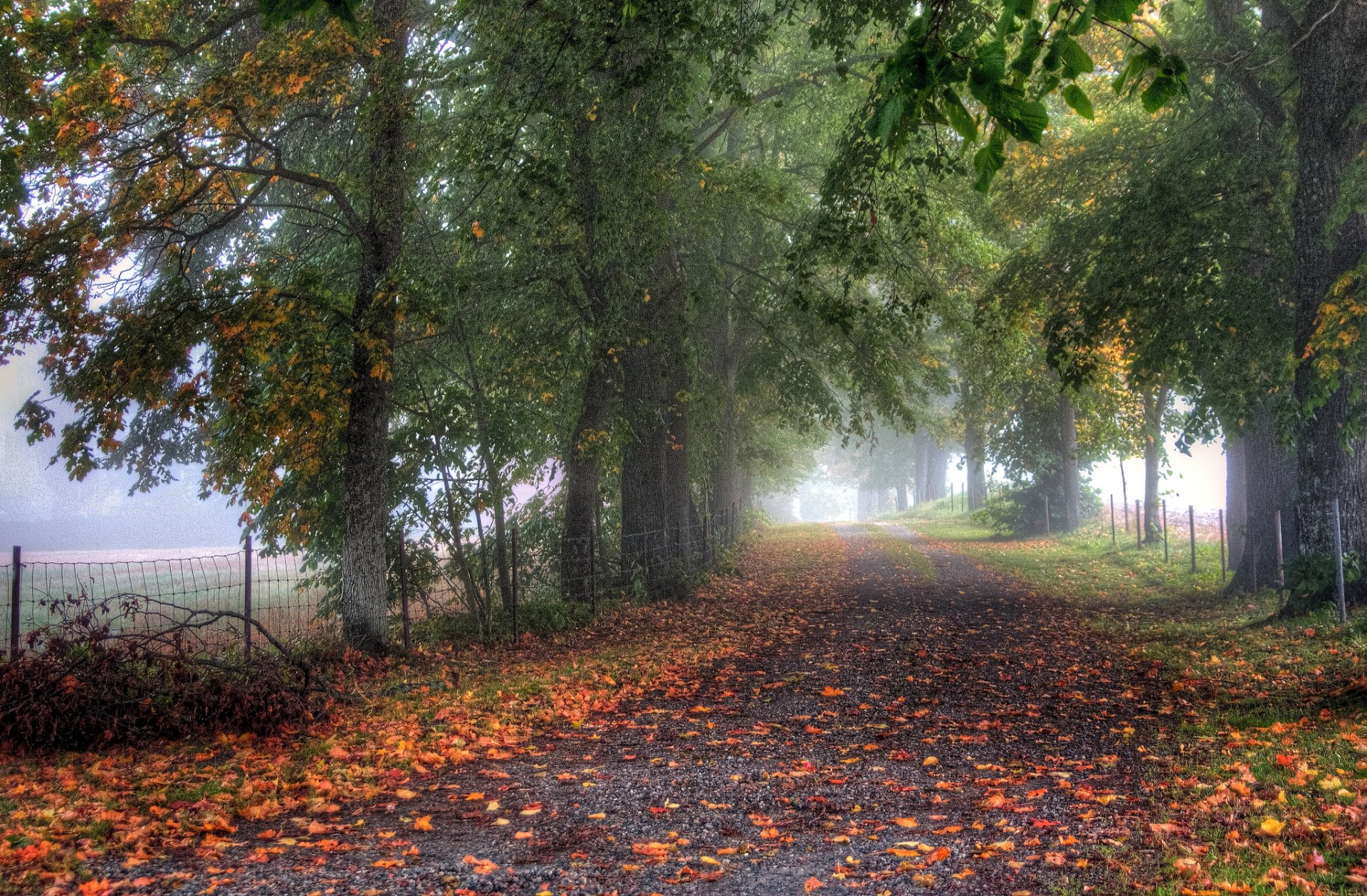 road fence tree alley fog autumn