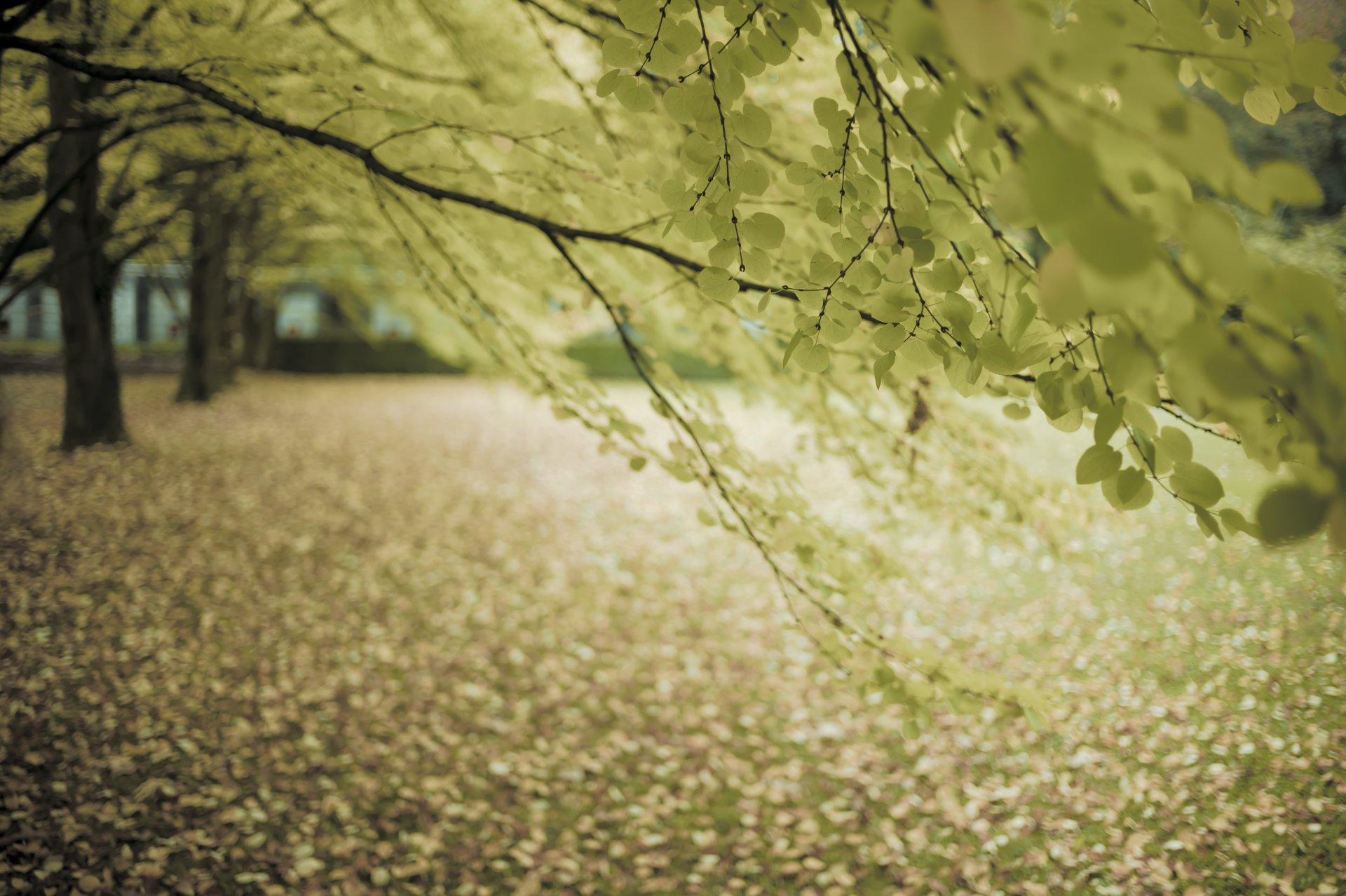 automne rue arbre branches feuillage humeur d automne