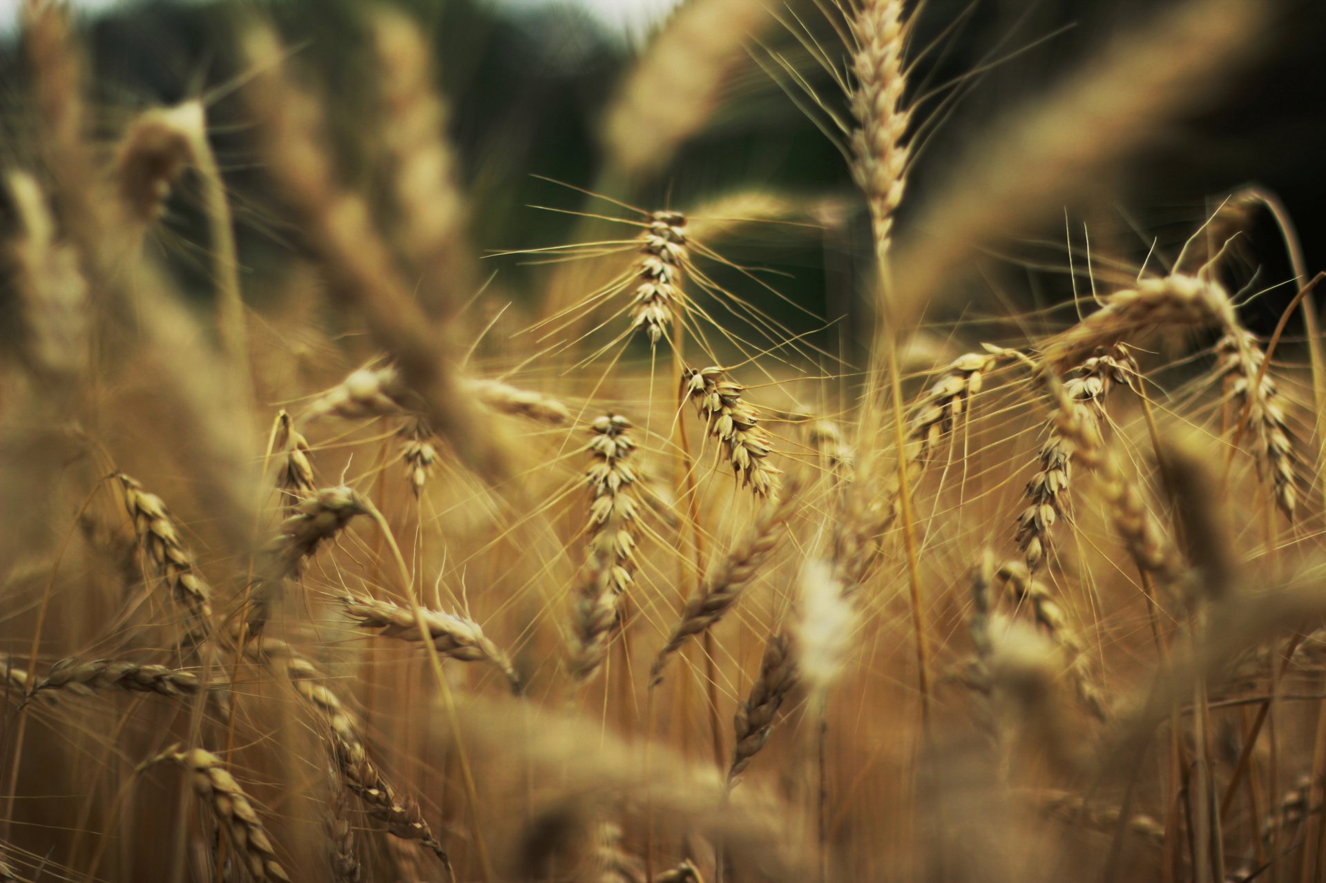 nature wheat rye ears spikes spike background wallpaper widescreen full screen hd wallpapers fullscreen