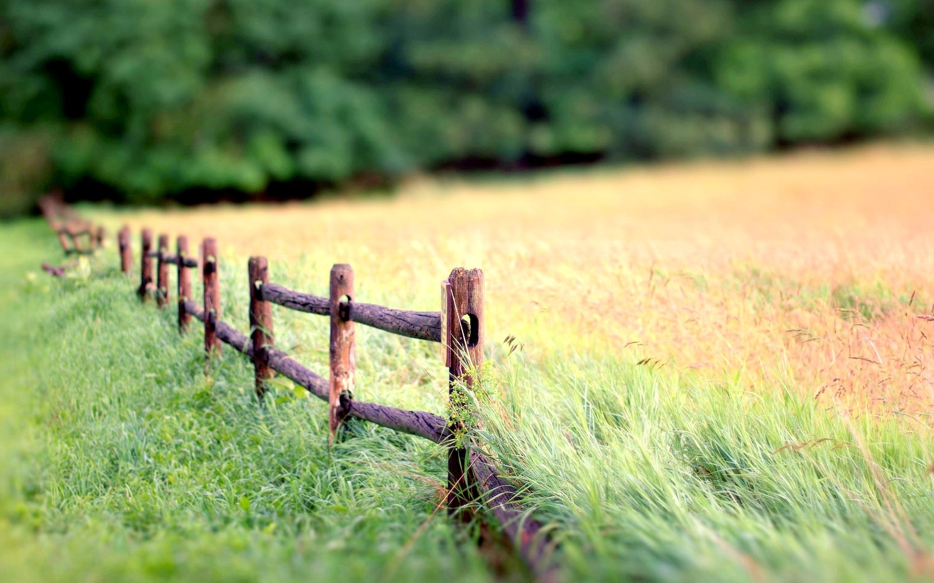 natura ogrodzenie ogrodzenie zieleń trawa roślinność liście rozmycie tło tapeta panoramiczny pełny ekran panoramiczny panoramiczny