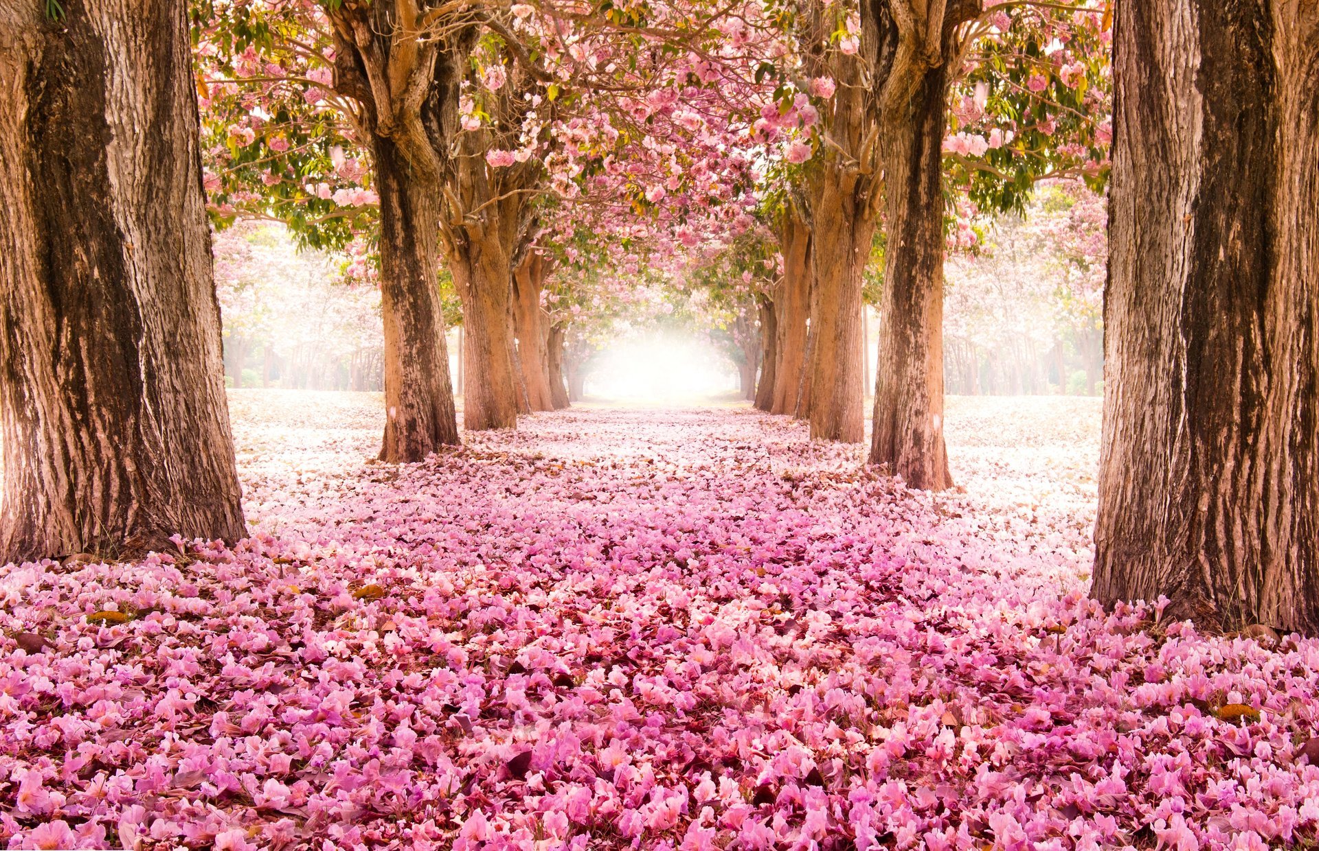 park aleja droga sakura kwitnienie drzewa kwiaty różowy natura