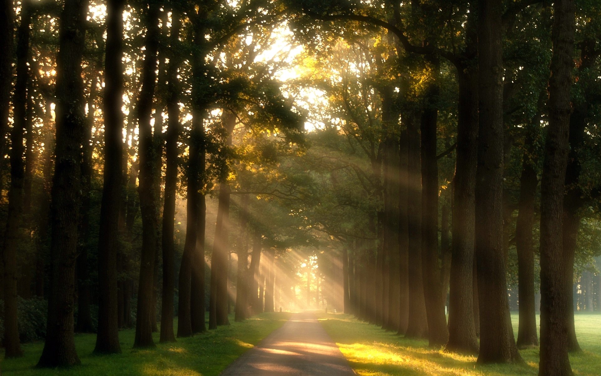 nature tree path track green meadow grass day sun rays background wallpaper widescreen full screen hd wallpapers fullscreen