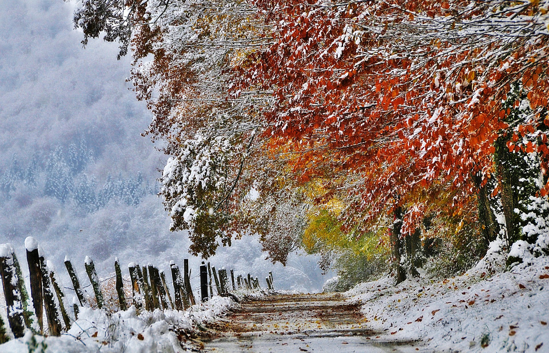 naturaleza francia otoño noviembre nieve