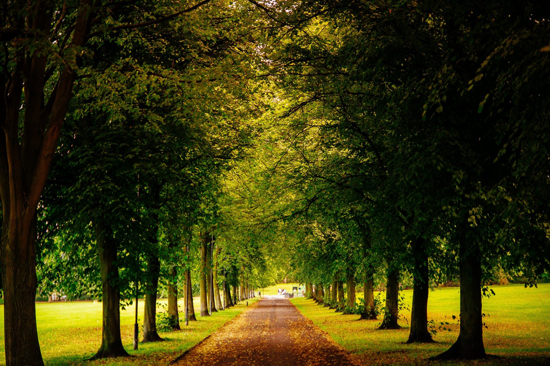 sheffield angleterre royaume-uni parc route allée feuilles jaune tombé arbres vert