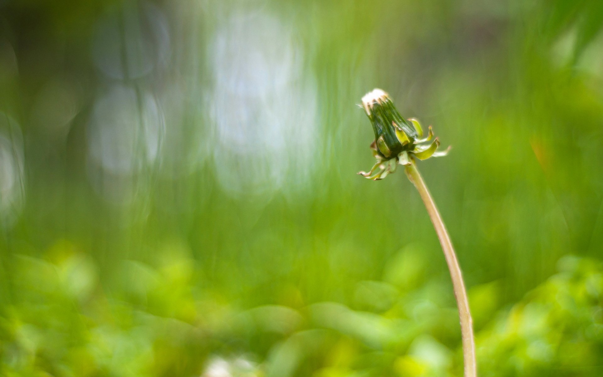 pissenlit nature fond