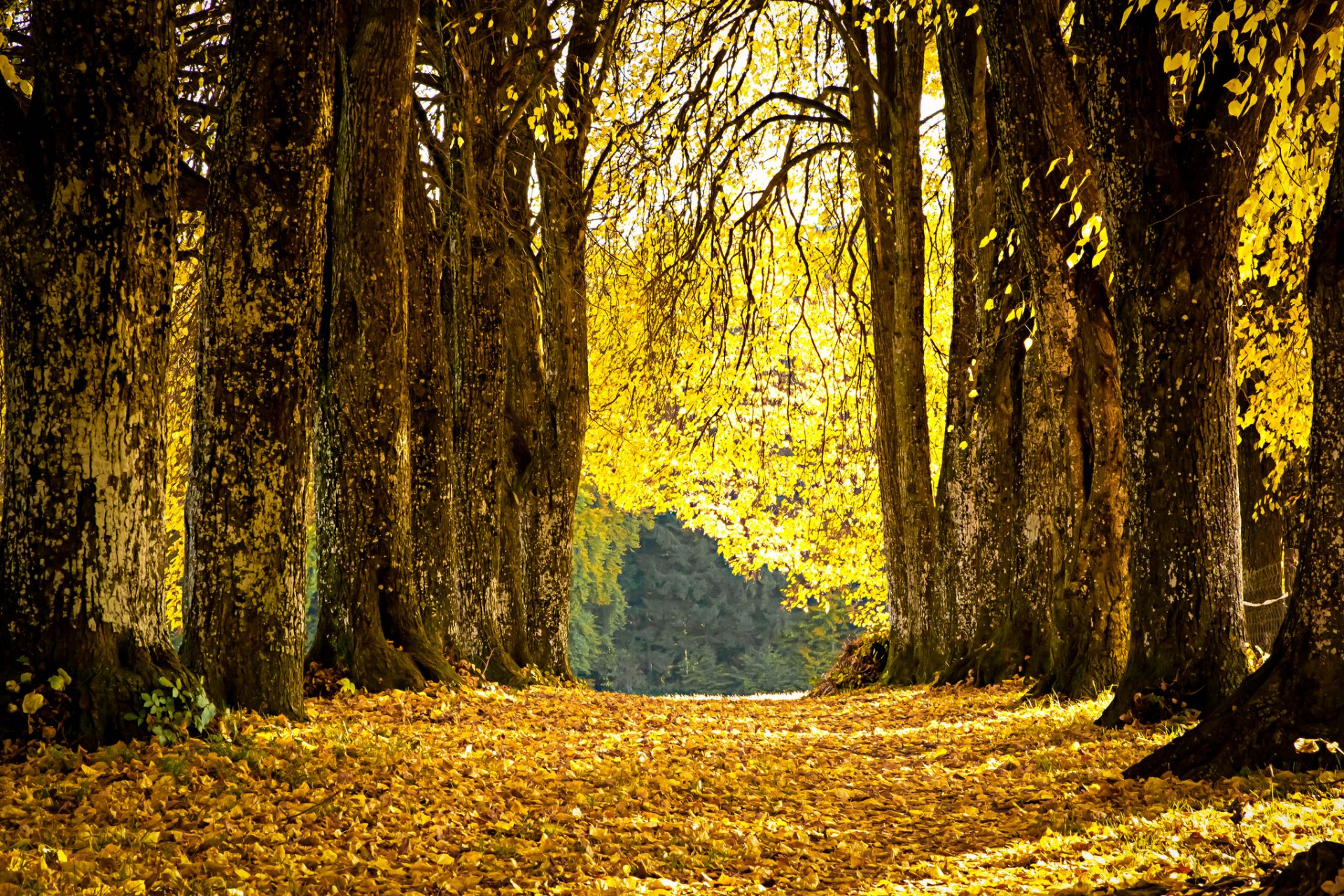 park alley leaves fallen yellow autumn