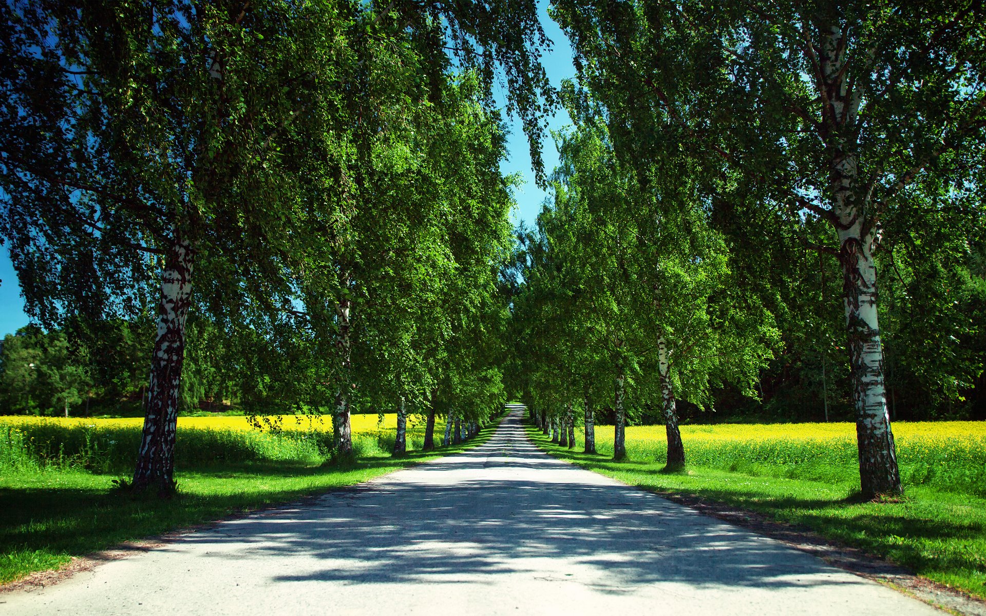 norvège nature été route champs colza arbres ombres ciel