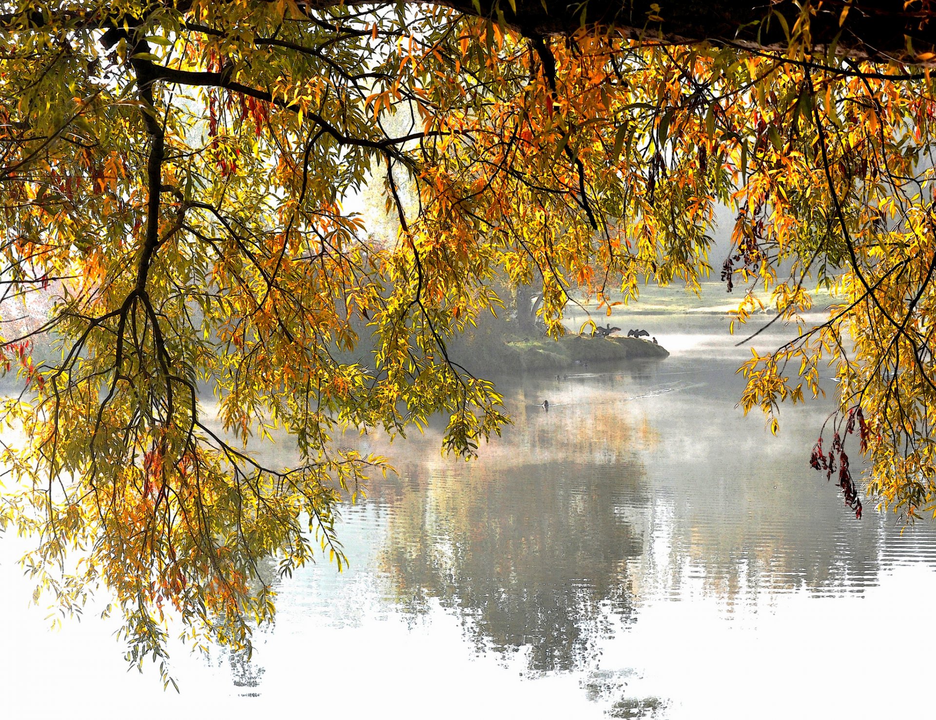 parc lac arbres branches automne