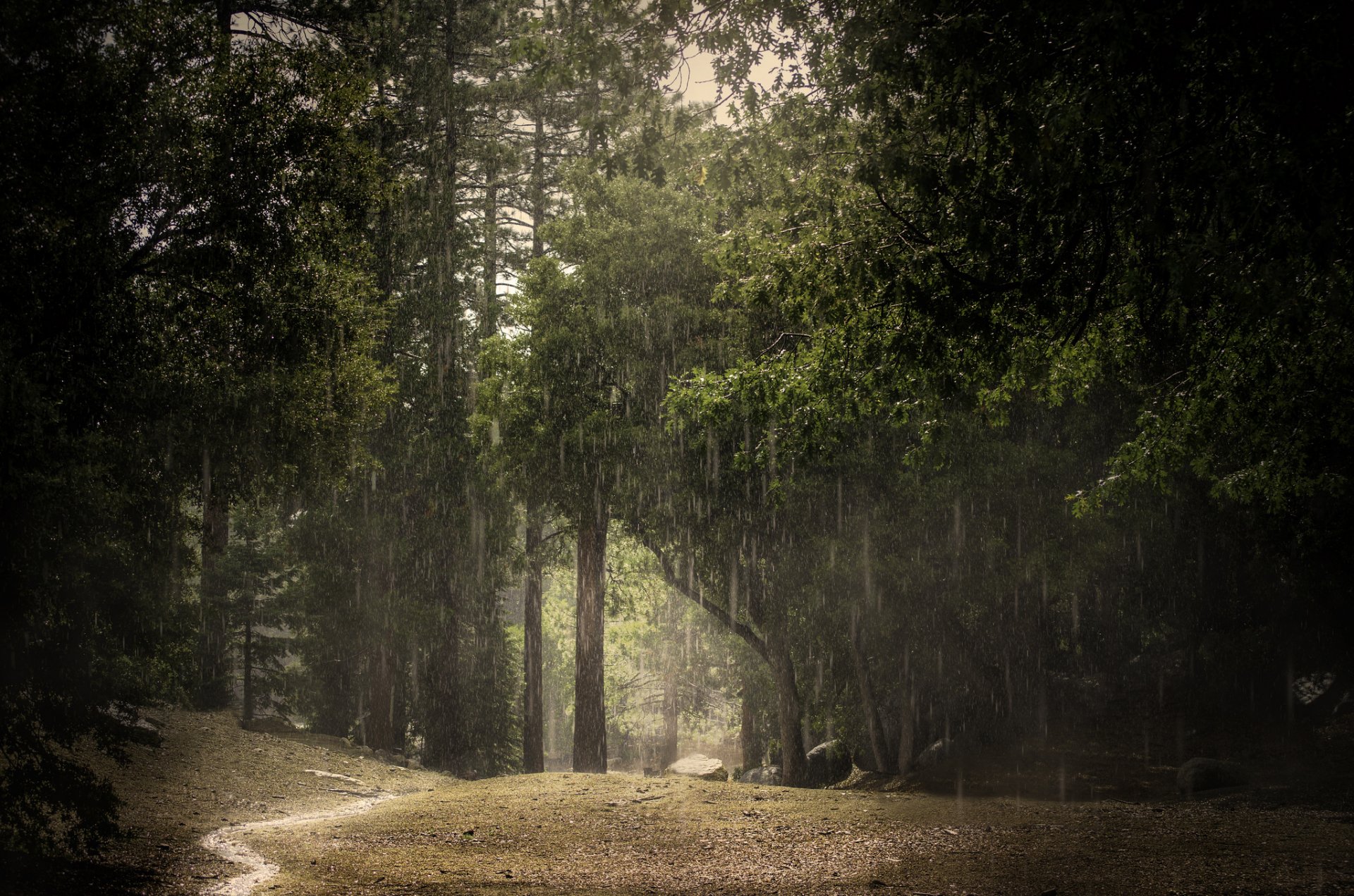 estate foresta pioggia