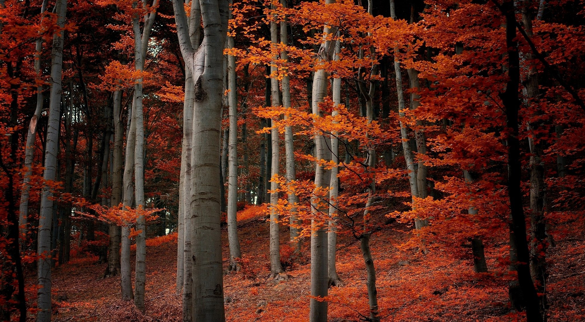 natur wald bäume zweige blätter orange herbst