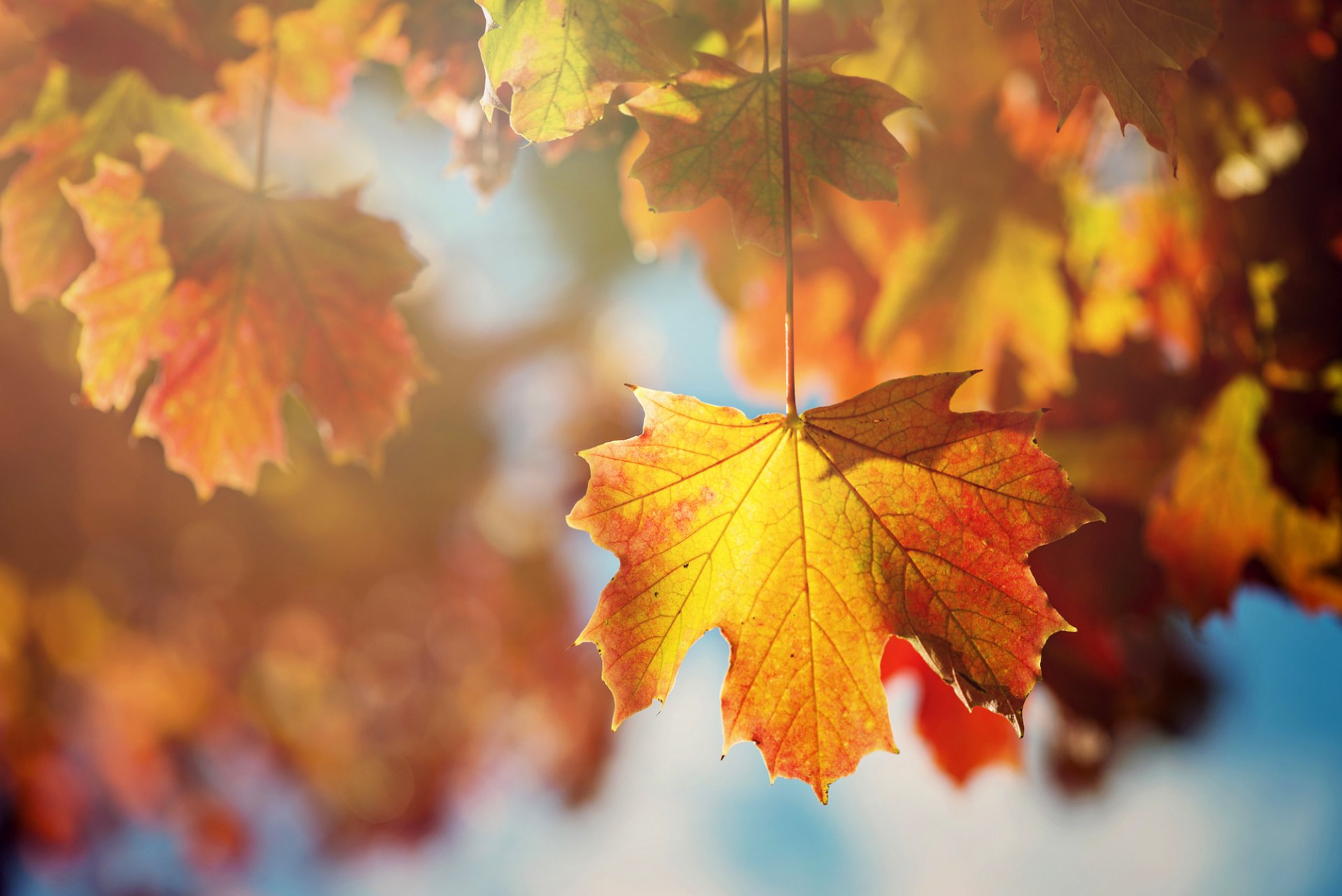 autumn sheet leaves orange tree maple branches sun light close up