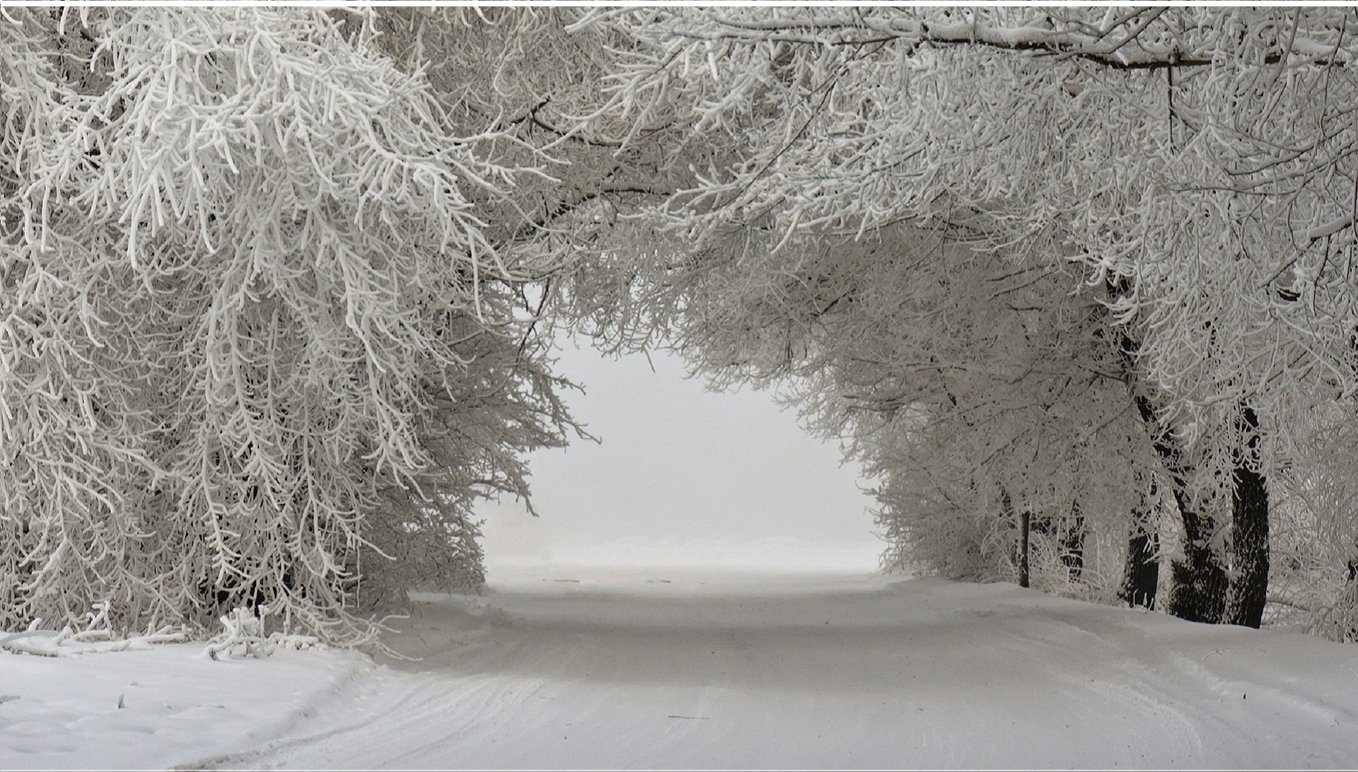 winter landscape trees in the snow snow-covered road snow tree landscape winter