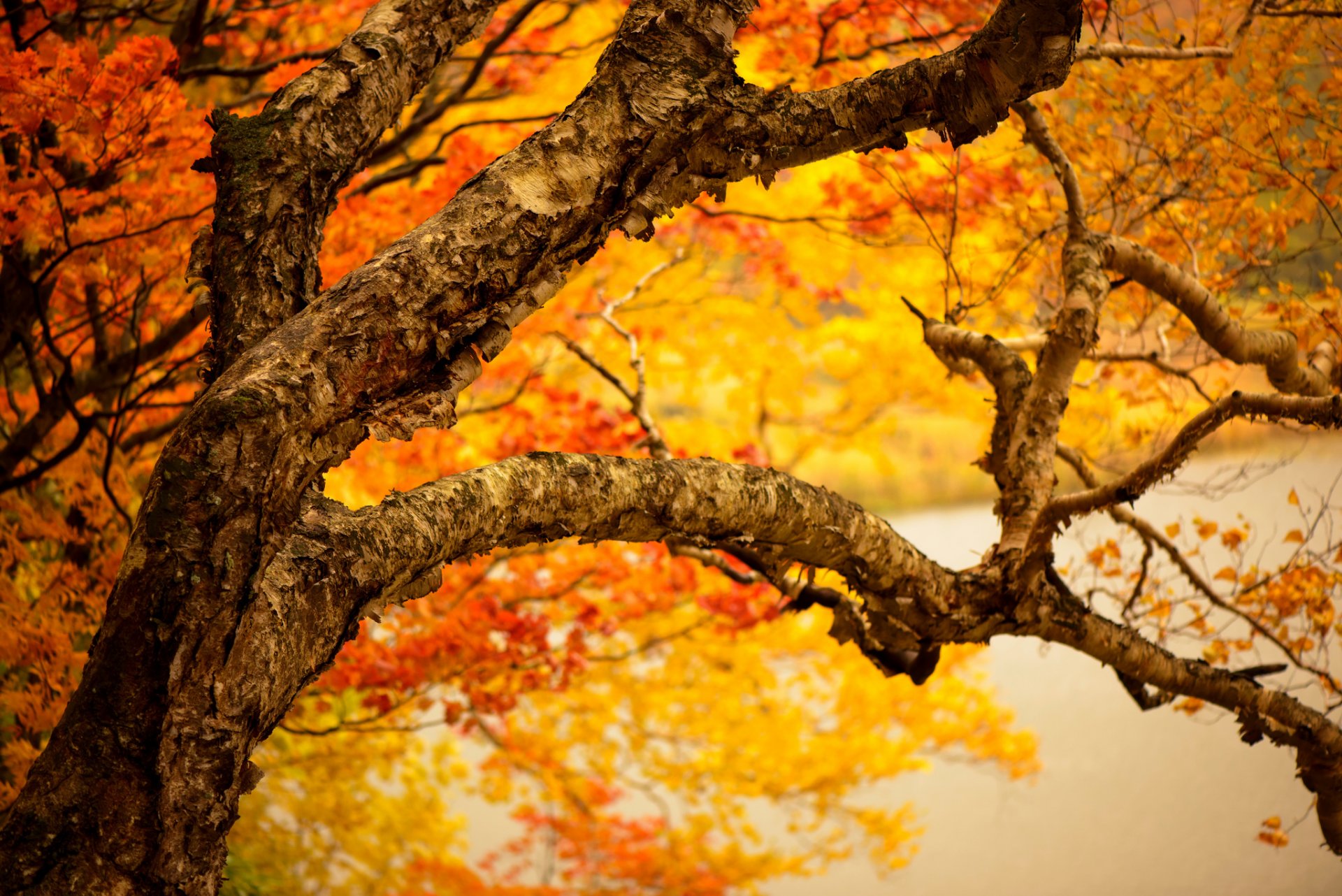 baum stamm zweige blätter gelb herbst