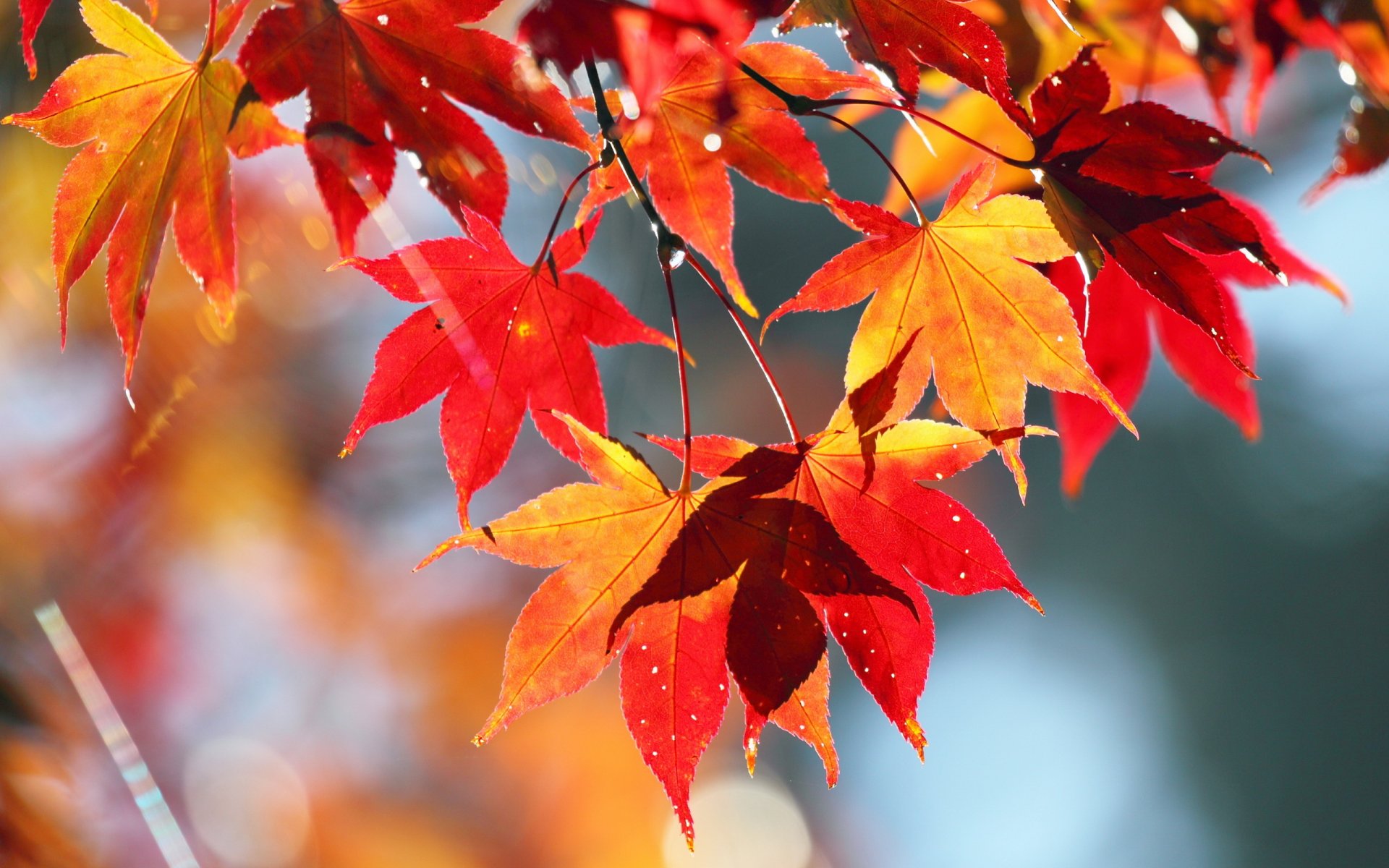 herbst blätter natur