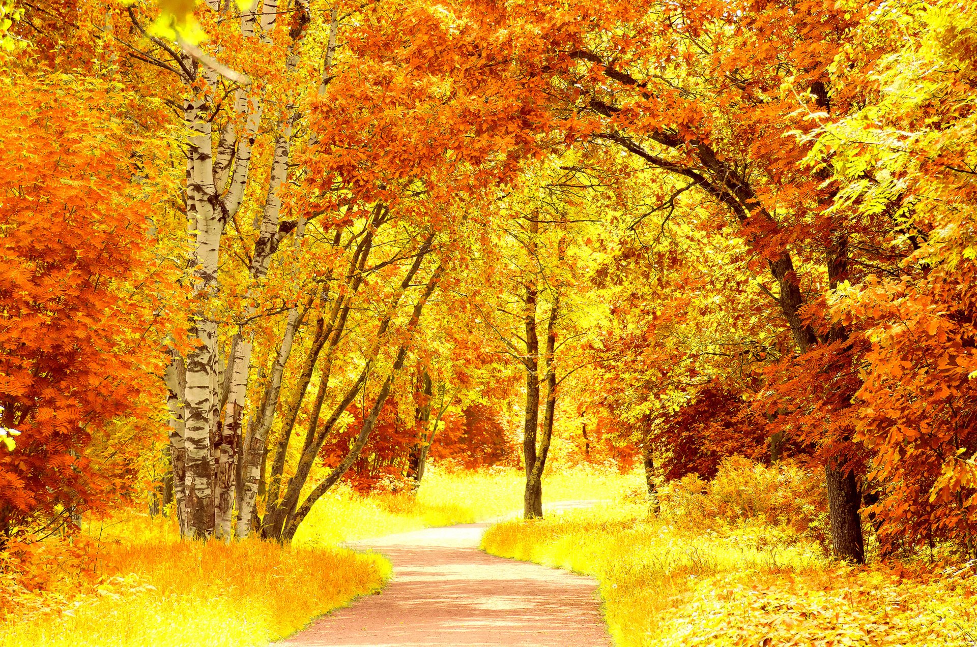 autunno alberi foglie giallo arancione strada sentiero natura paesaggio