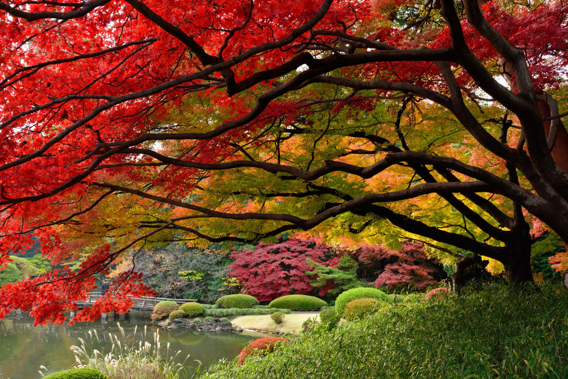 japan tokyo japanese garden colors of autumn december