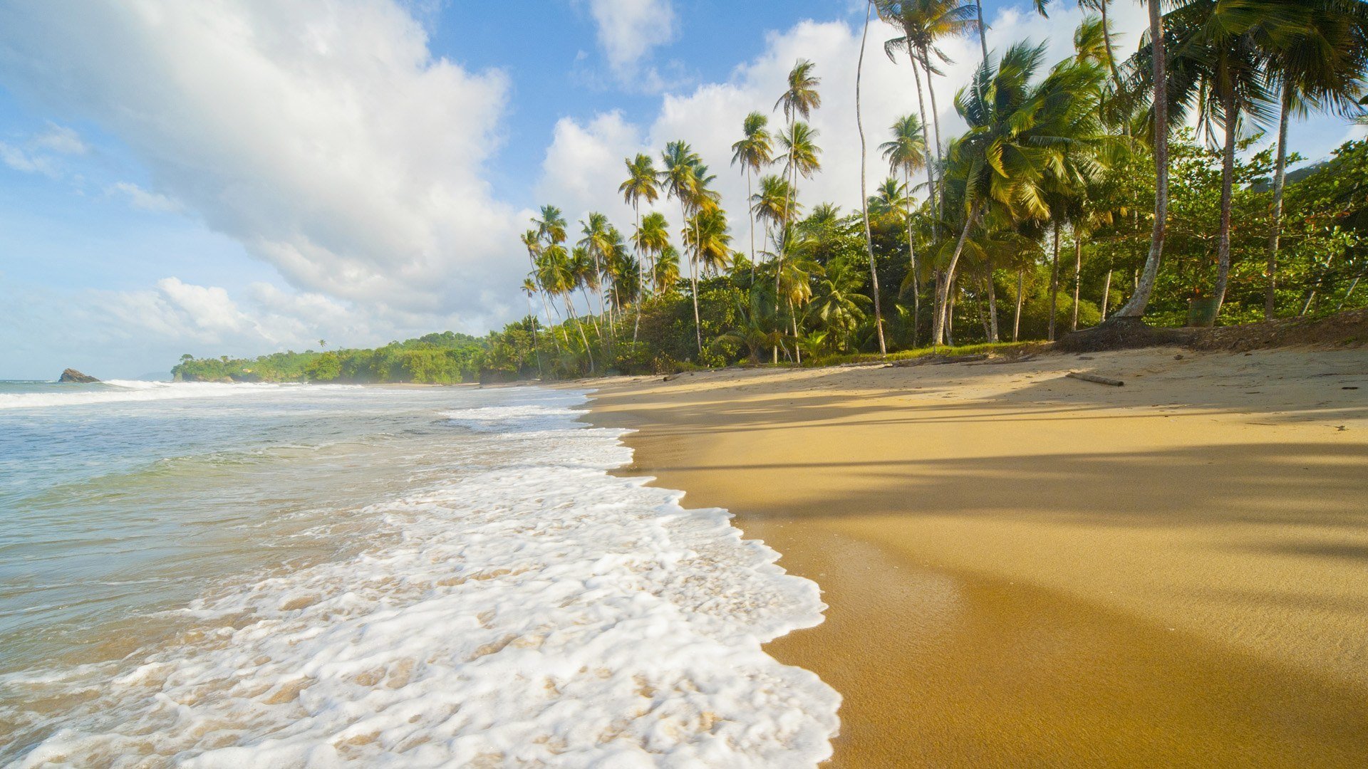 costa mar naturaleza palmeras playa paraíso arena mar caribe antillas océano atlántico