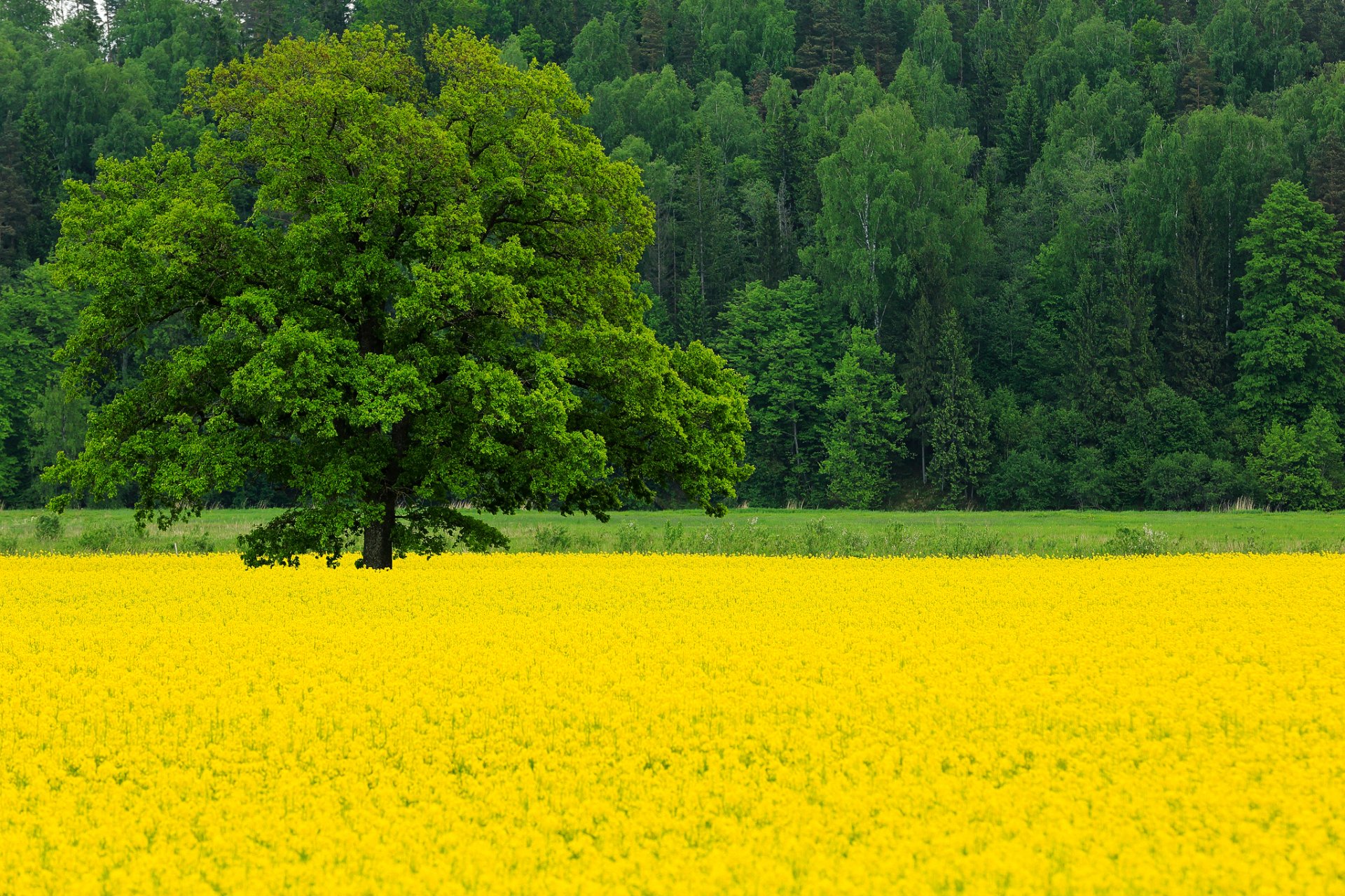 natura primavera maggio campo colza fiori albero quercia alberi foresta