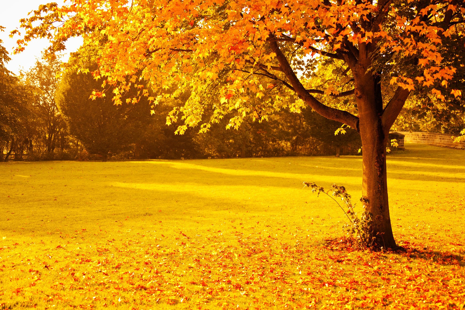 naturaleza otoño árboles follaje parque