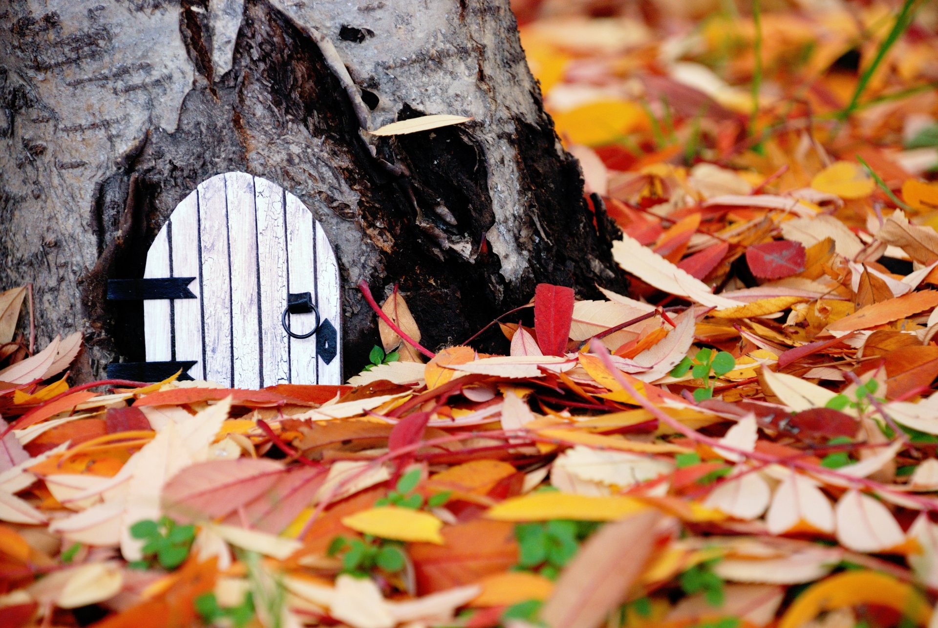 nature leaves leaves yellow orange red leaf fall autumn tree bark door background wallpaper widescreen fullscreen widescreen widescreen