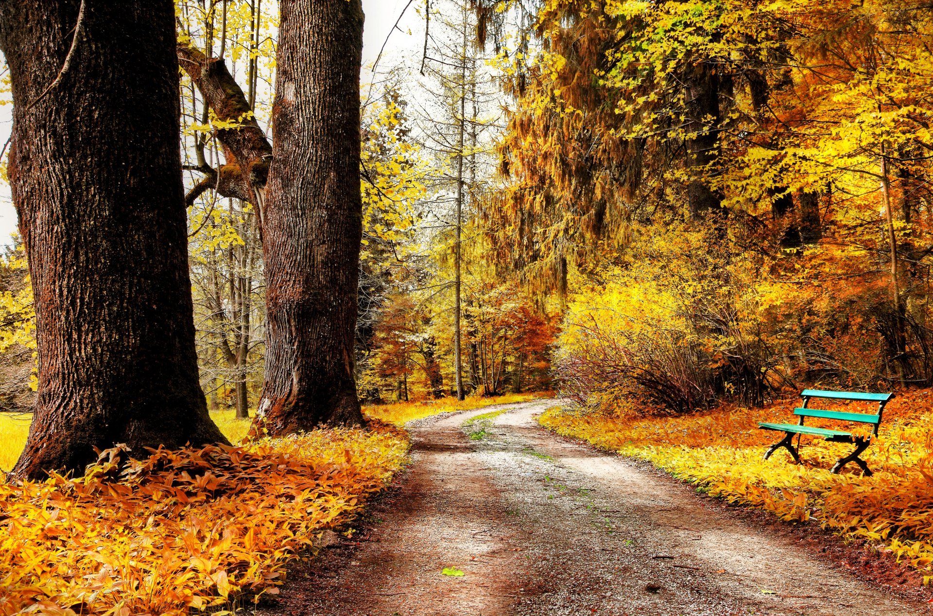 autumn park nature trees bushes leaves yellow road bench bench bench bench