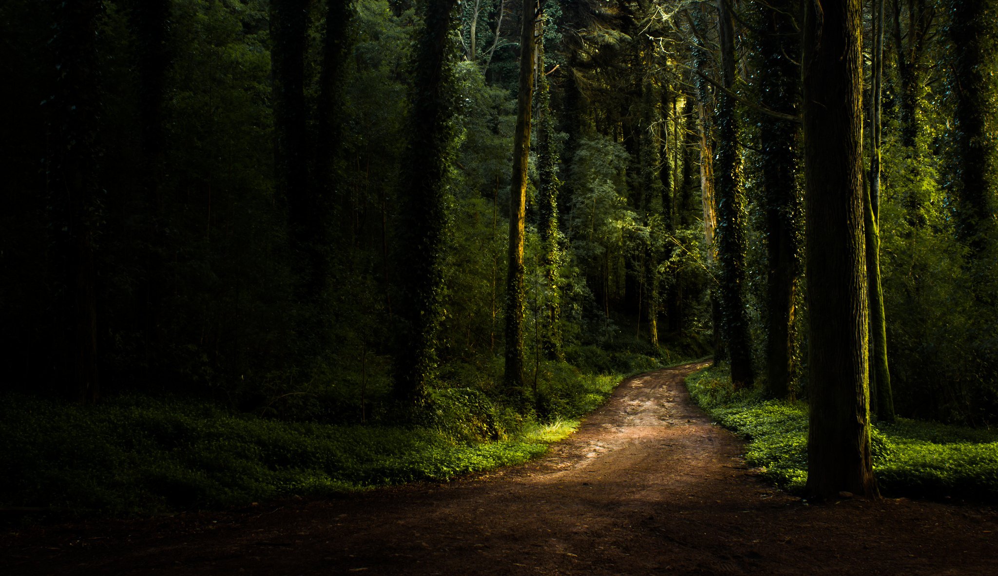 ummer forest road