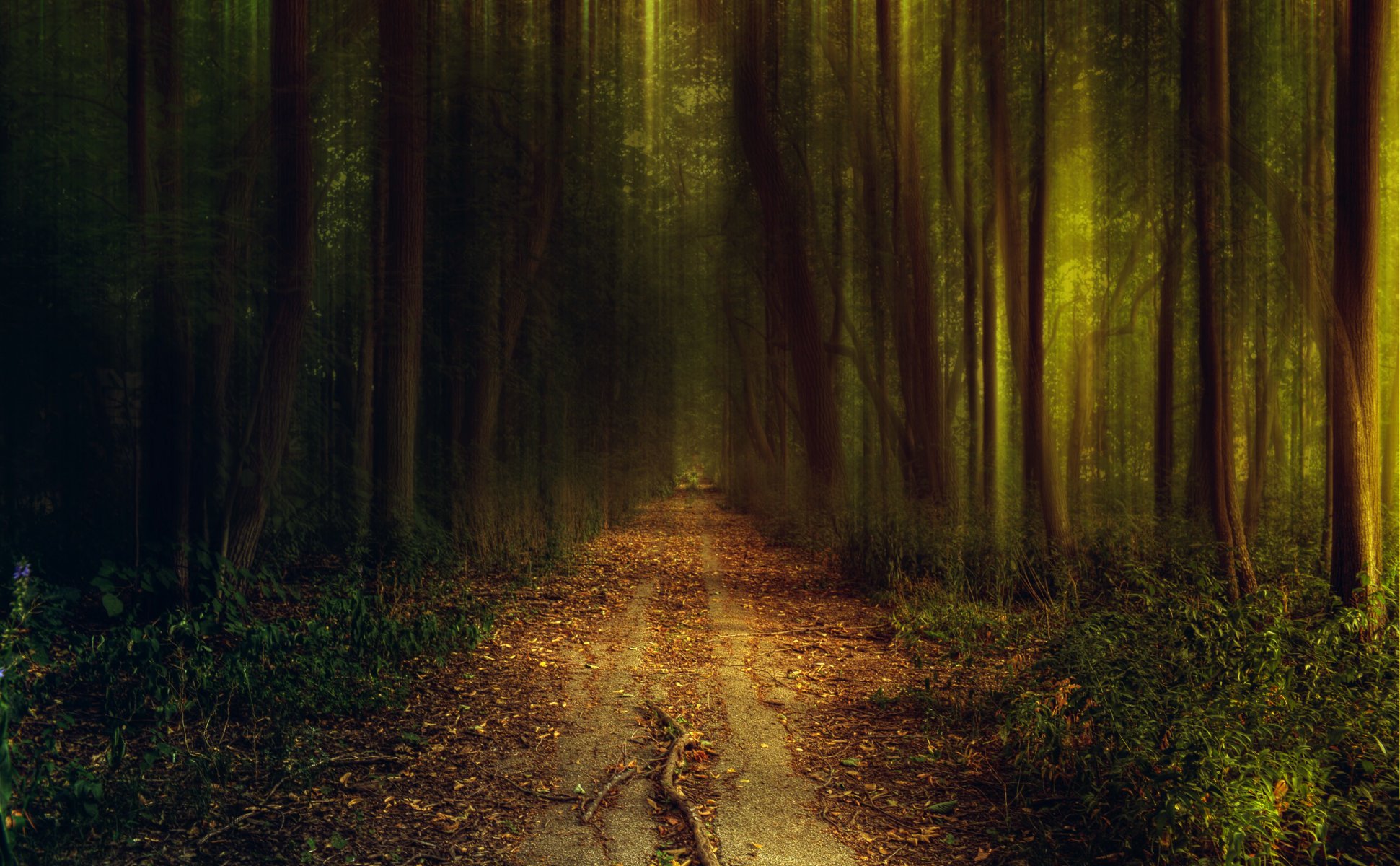 wald natur abend herbst straße fußweg grün licht bäume büsche gras