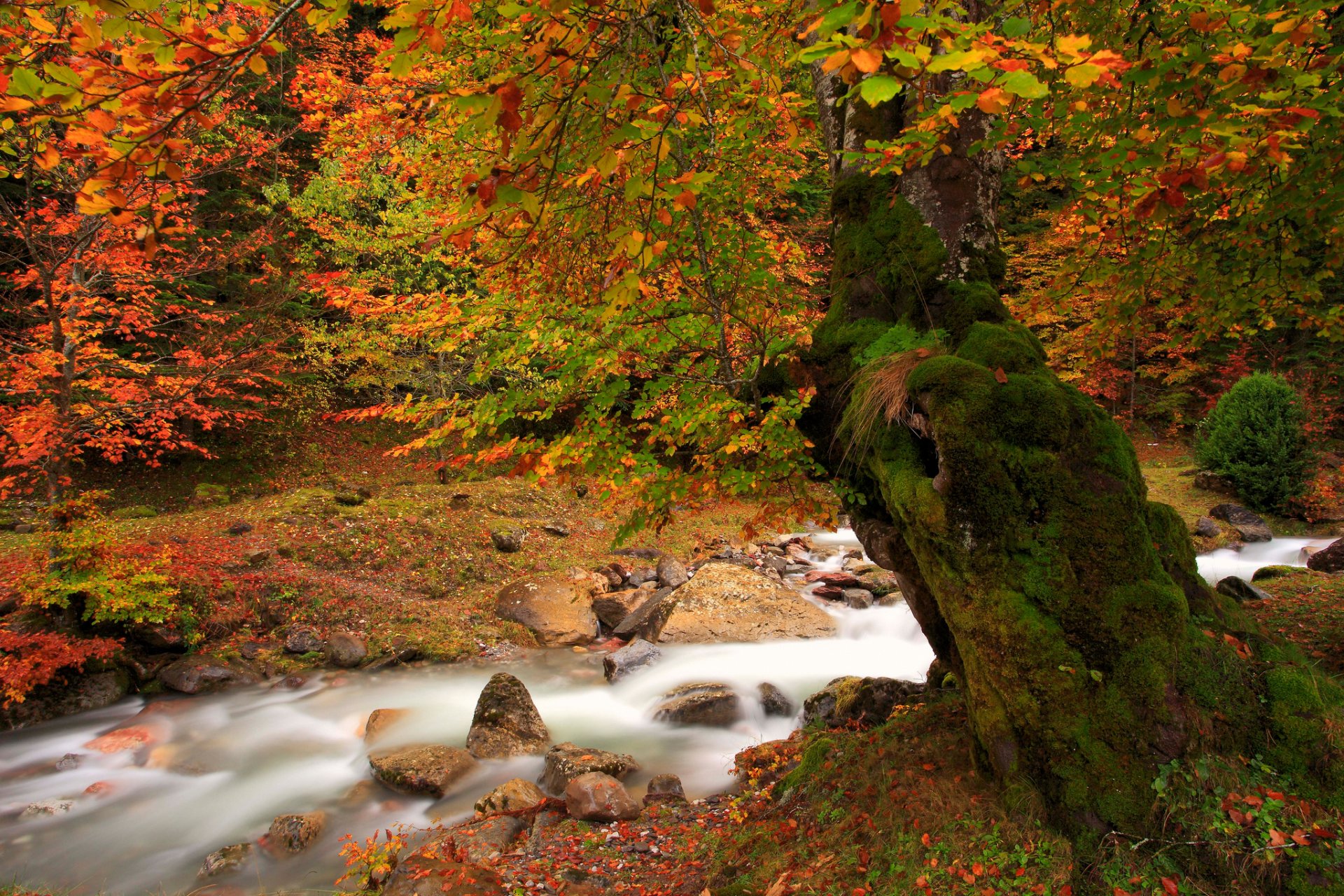 naturaleza otoño río árbol musgo follaje pintura