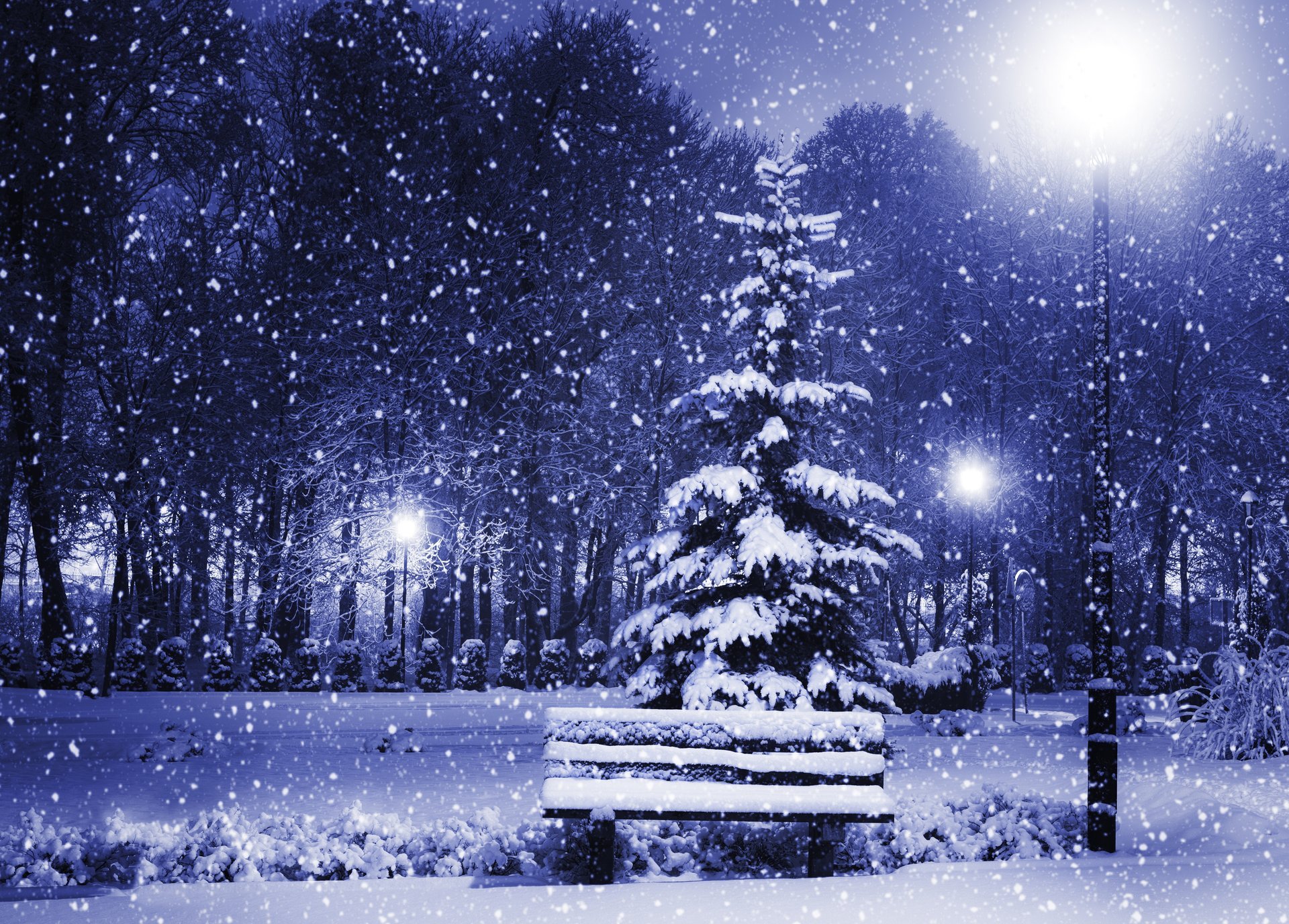 merry christmas new year christmas tree magic christmas night nature city trees winter snow poster light christmas tree city winter bench