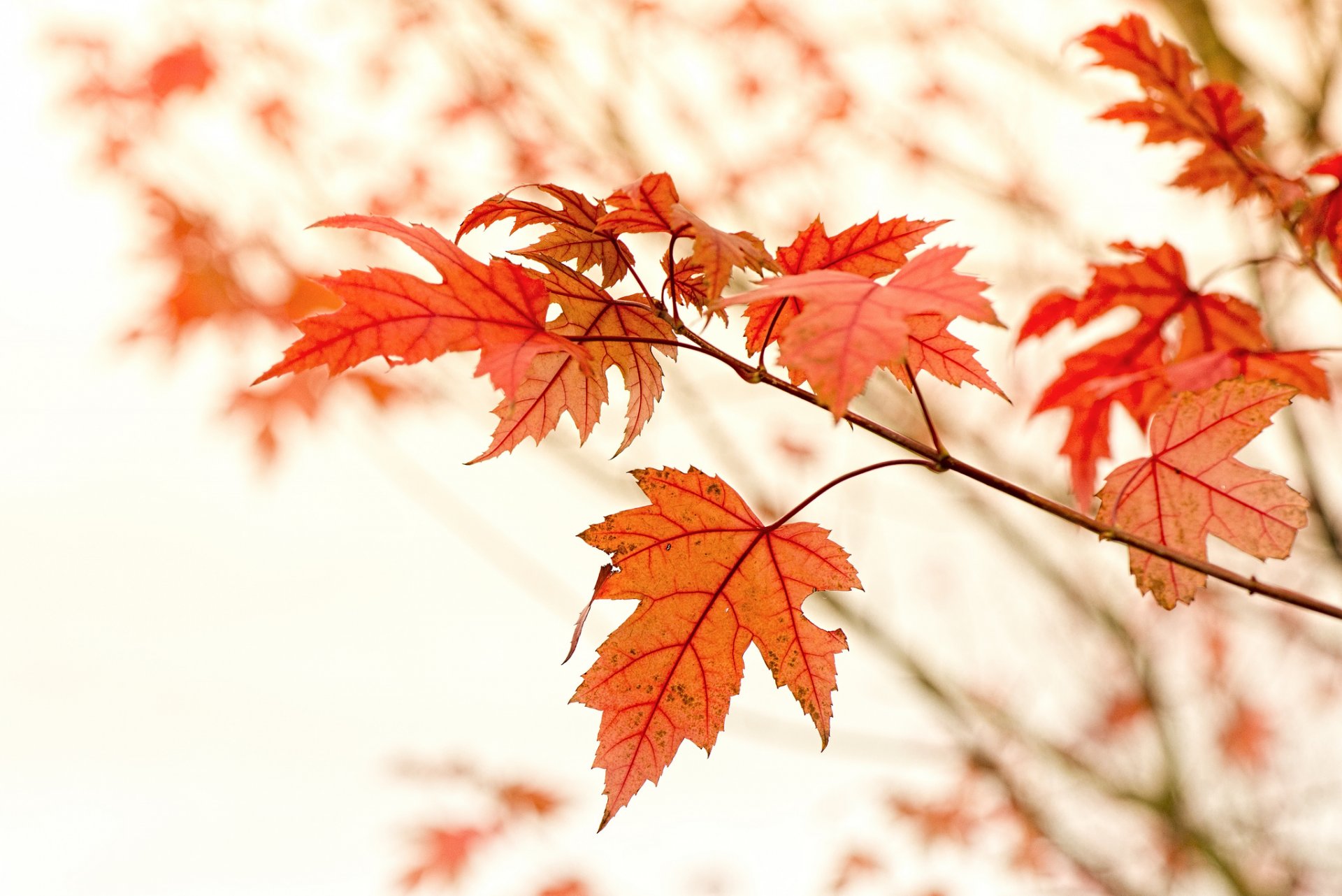 érable branche feuilles rouge automne