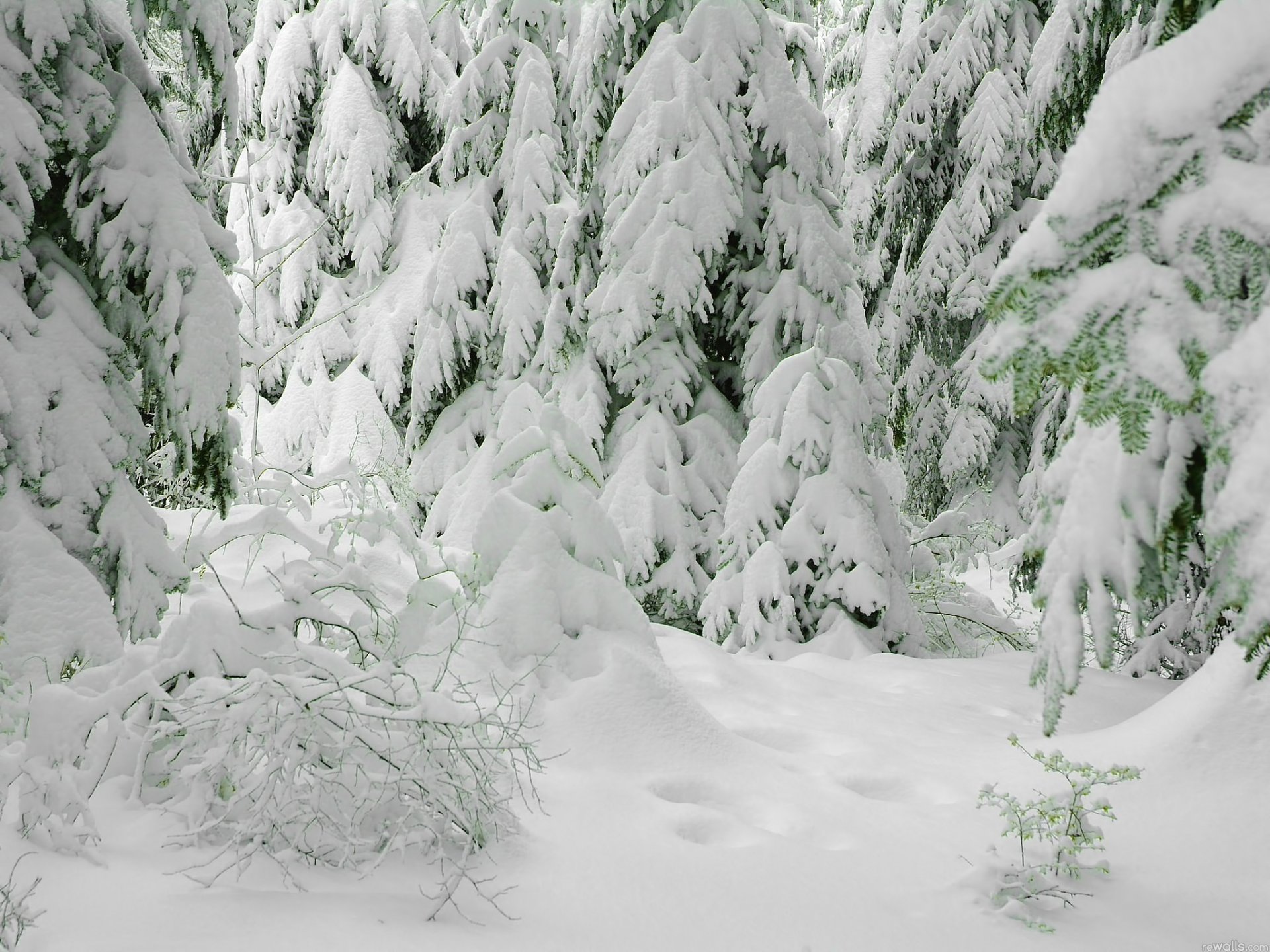 winter christmas tree snow