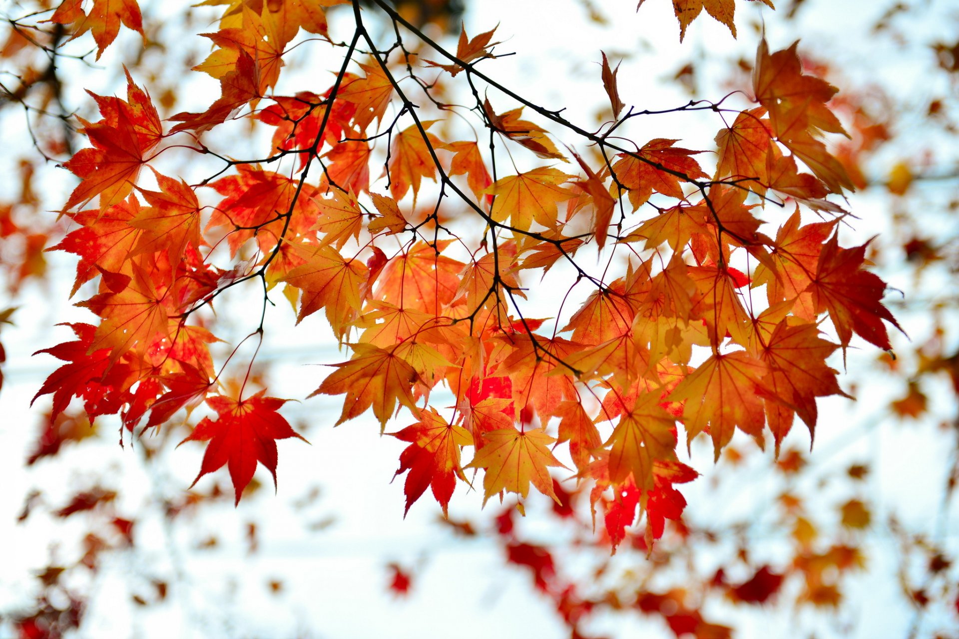 autumn branch leaves red maple