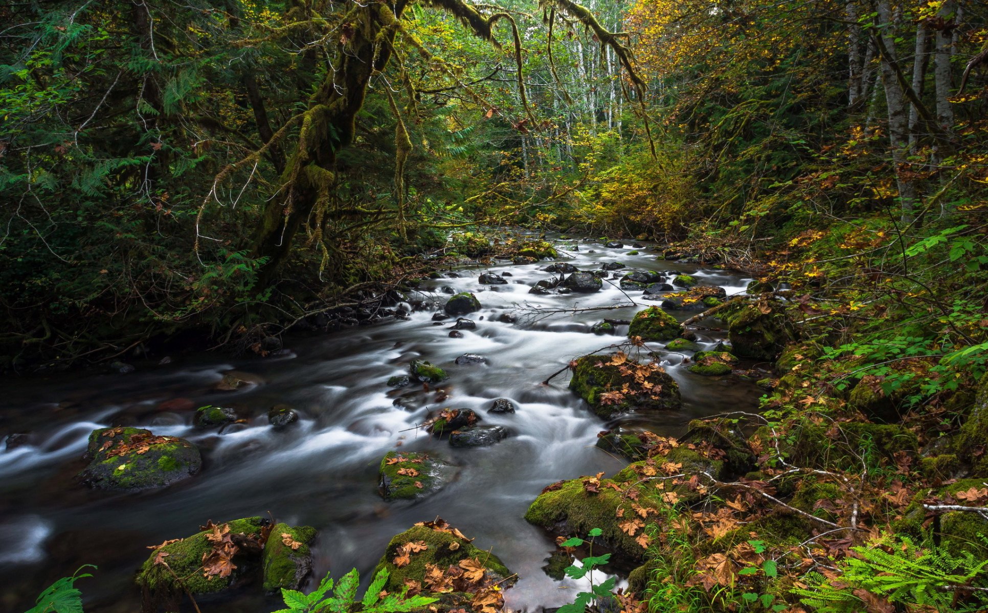 forest creek stones moss leaves fallen autumn