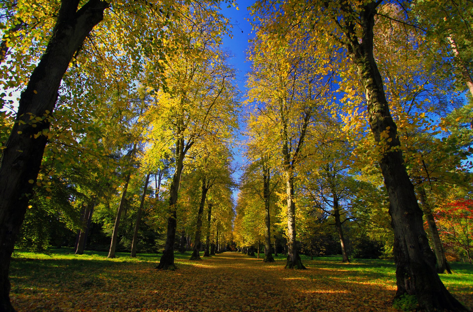 park arboretum road alley autumn